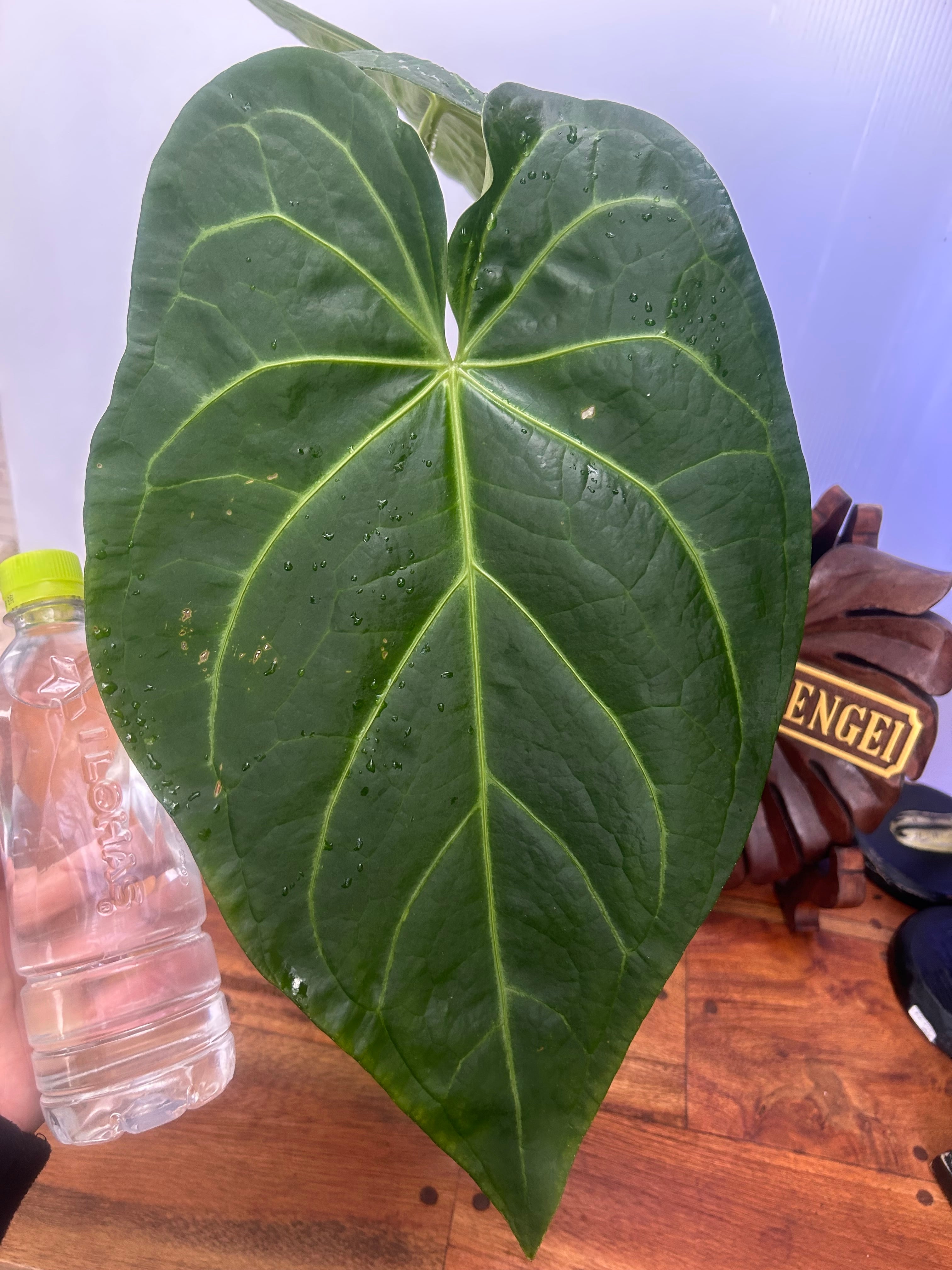 アンスリウム　ハイブリッド　コーデュロイ x フォートシャーマン アンスリウム ハイブリッド コーデュロイ x フォートシャーマン