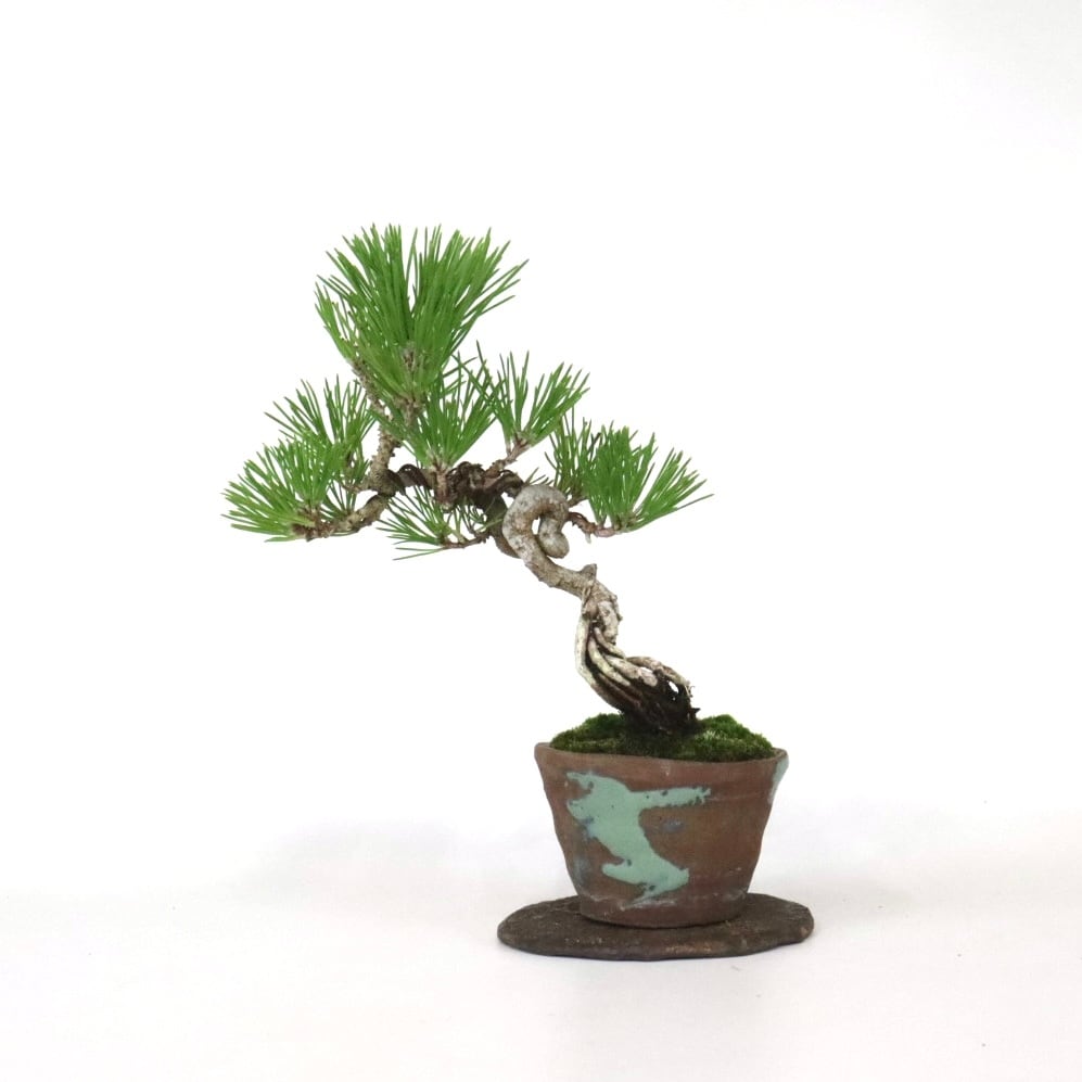 根上り黒松盆栽 | 盆栽工房WABI