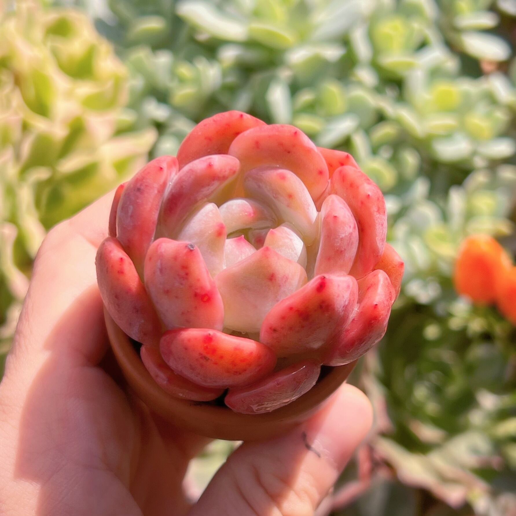 ❣️オレンジスノーボール❣️現品 エケベリア 寄せ植え 多肉弁当 多肉