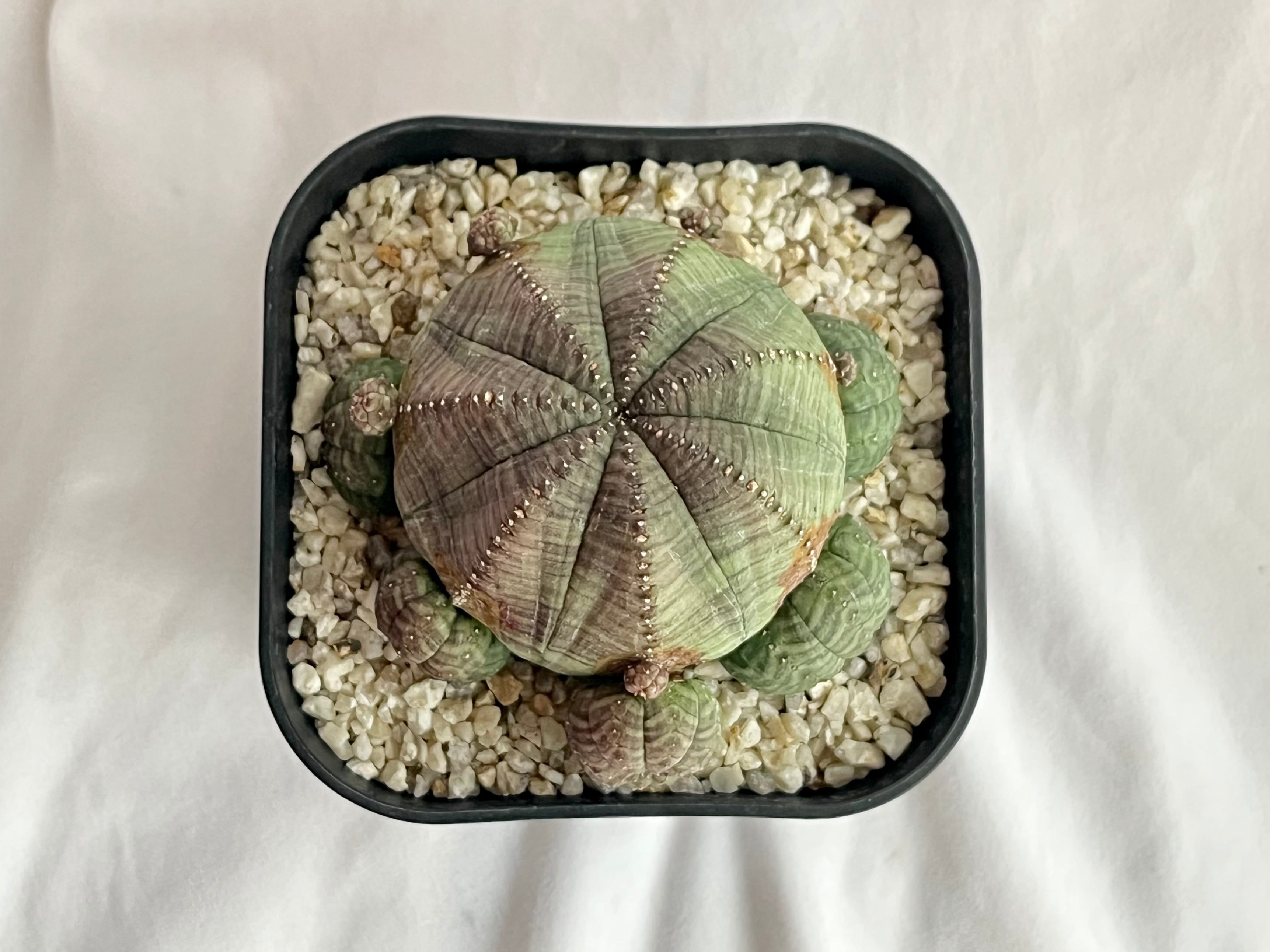 Euphorbia obesa ssp. symmetrica ユーフォルビア オベサ