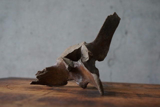 古代シカ脊椎骨　Deer Vertebra 1106