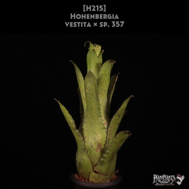 【reserved】Werauhia kupperiana〔ウェラウヒア〕現品発送W1
