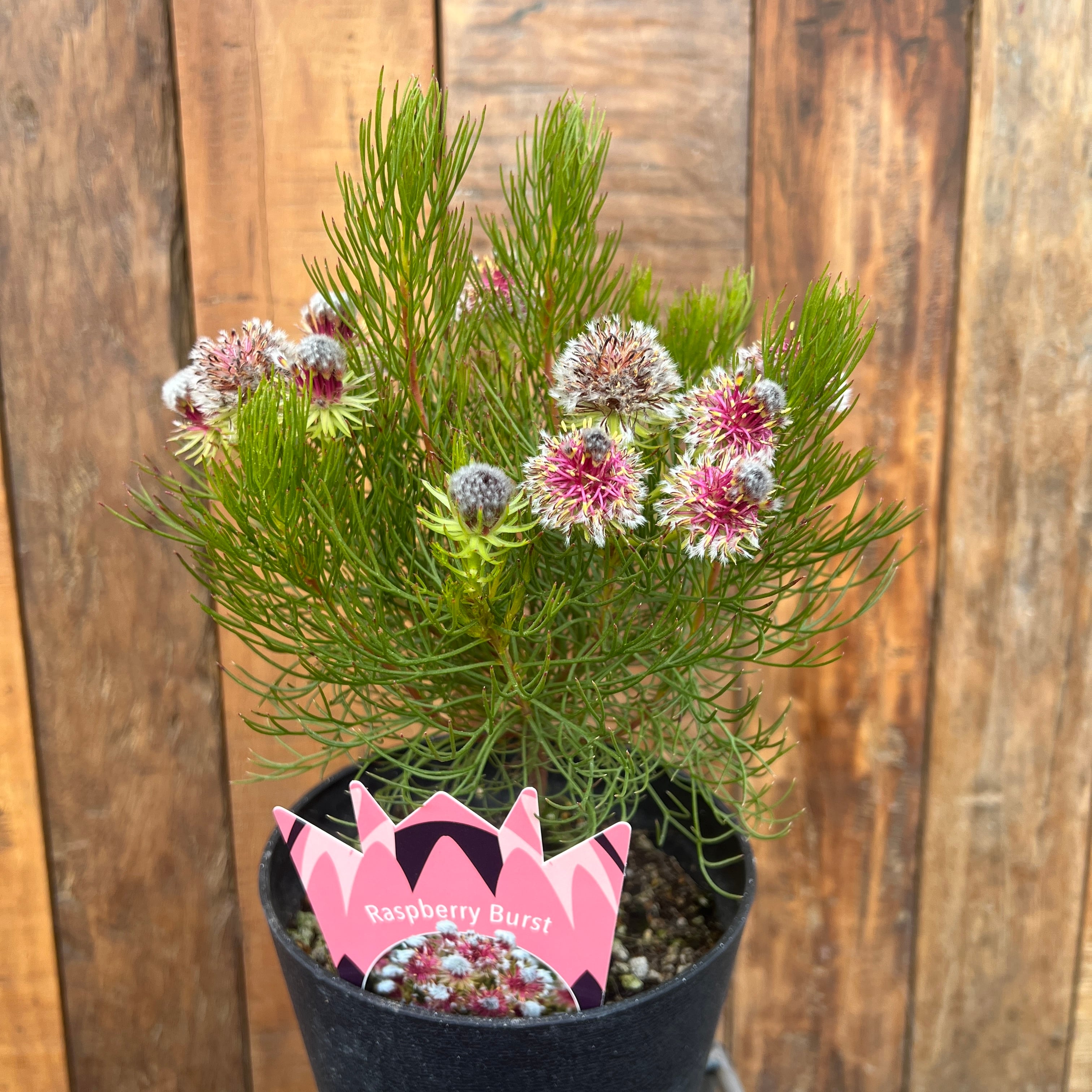 セルリア ラズベリーバースト⑤ | 沼ノ上農園