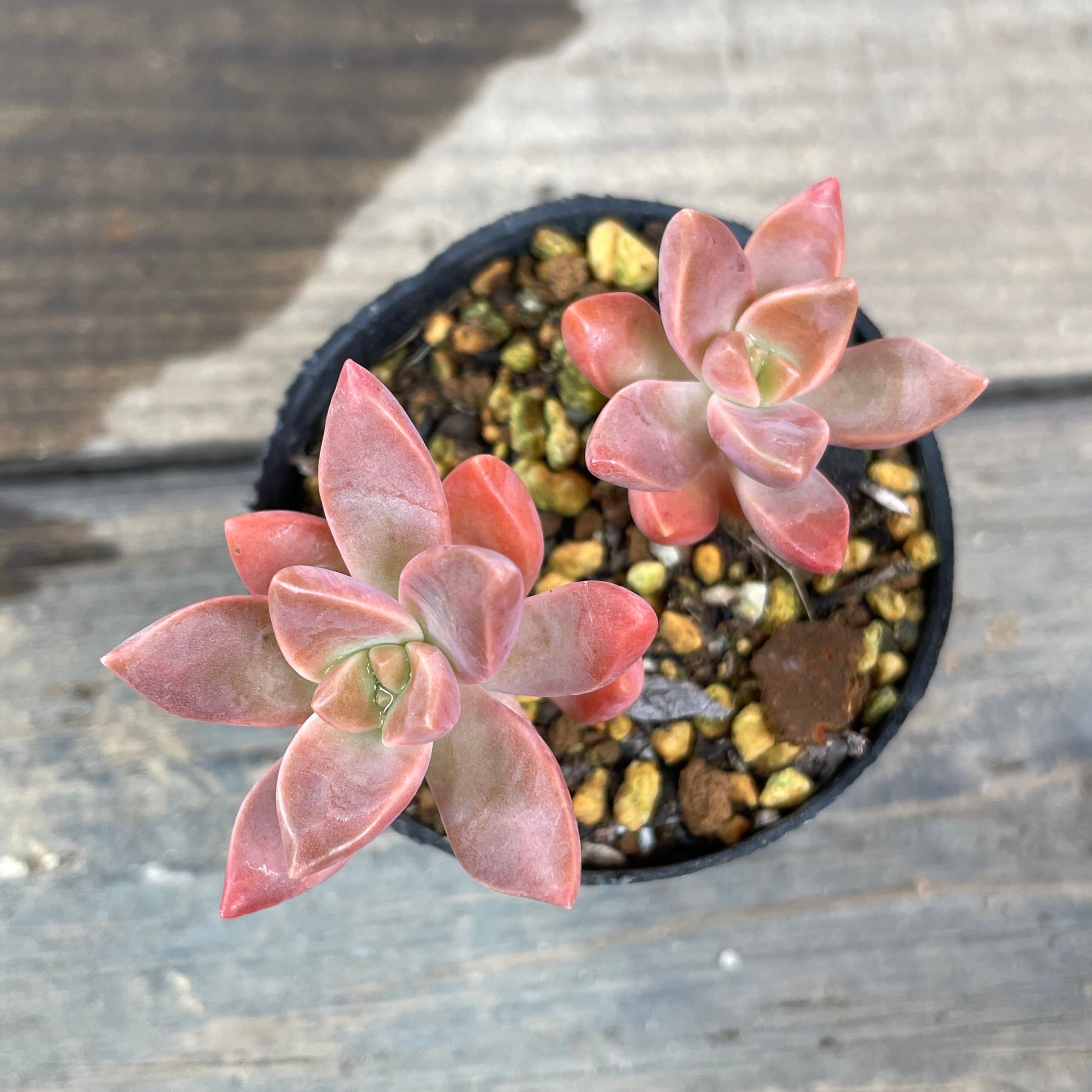 カリフォルニア・サンセット | RuPo 多肉植物専門店