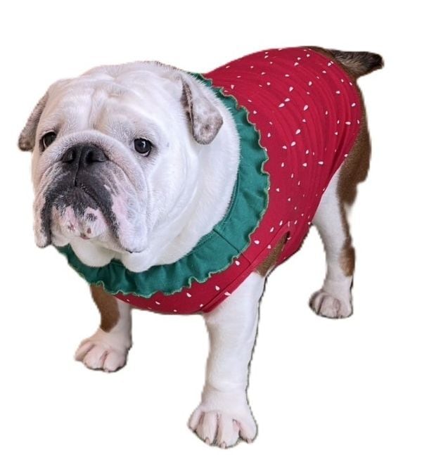 イングリッシュブルドッグの服 Bull＆Cherire