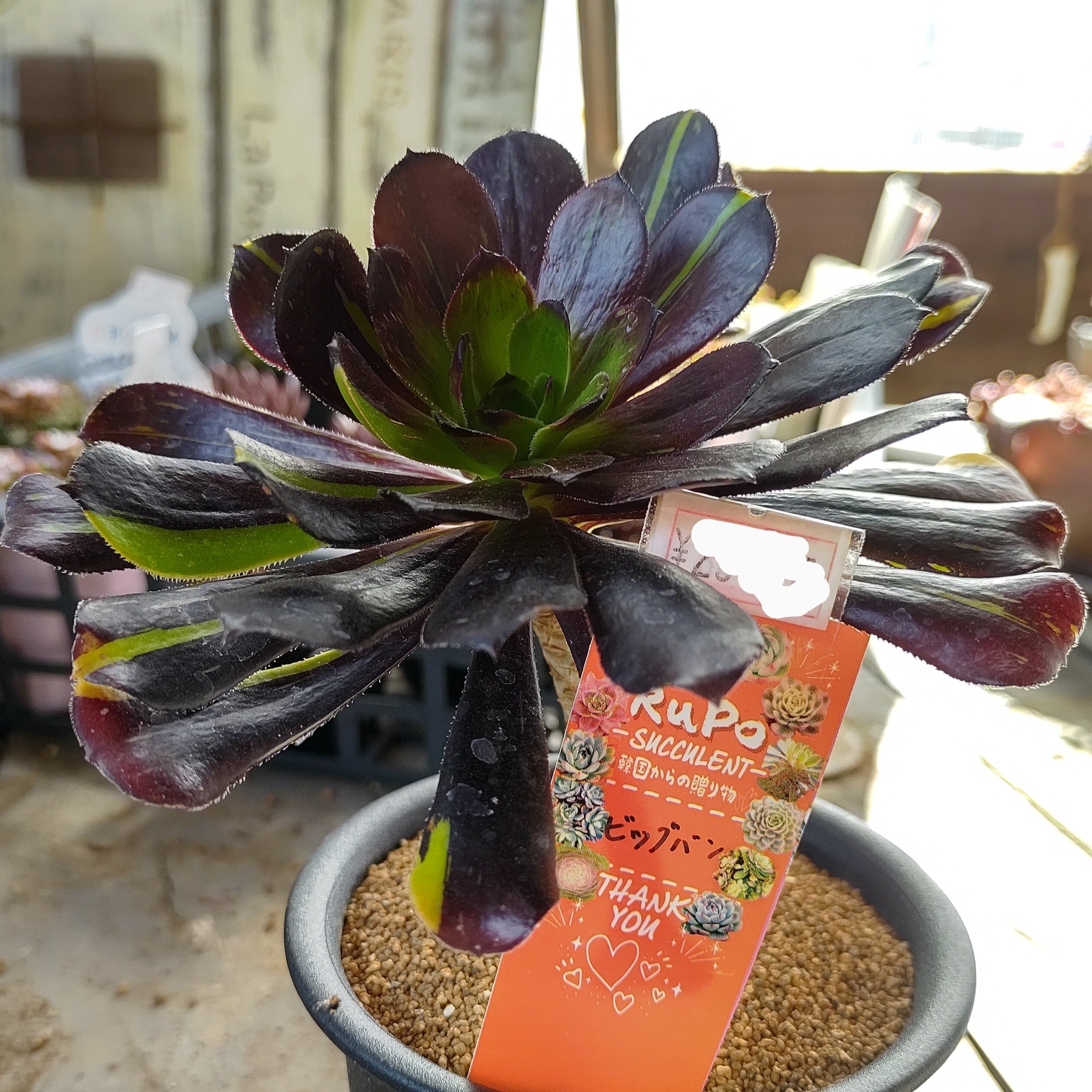 Kaiju Plant 怪獣フレア281 LEDライト Kaiju Plant 植物育成ライト