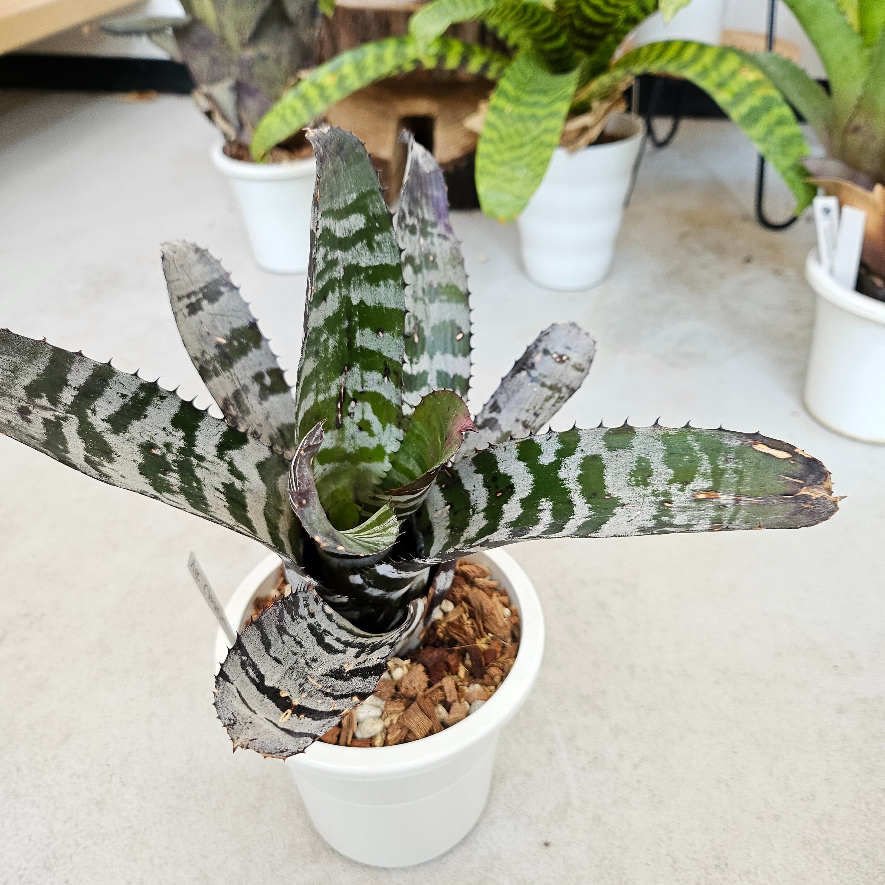 エクメア・チャンティニー・ハイブリッド（Aechmea Chantinii Hybrid
