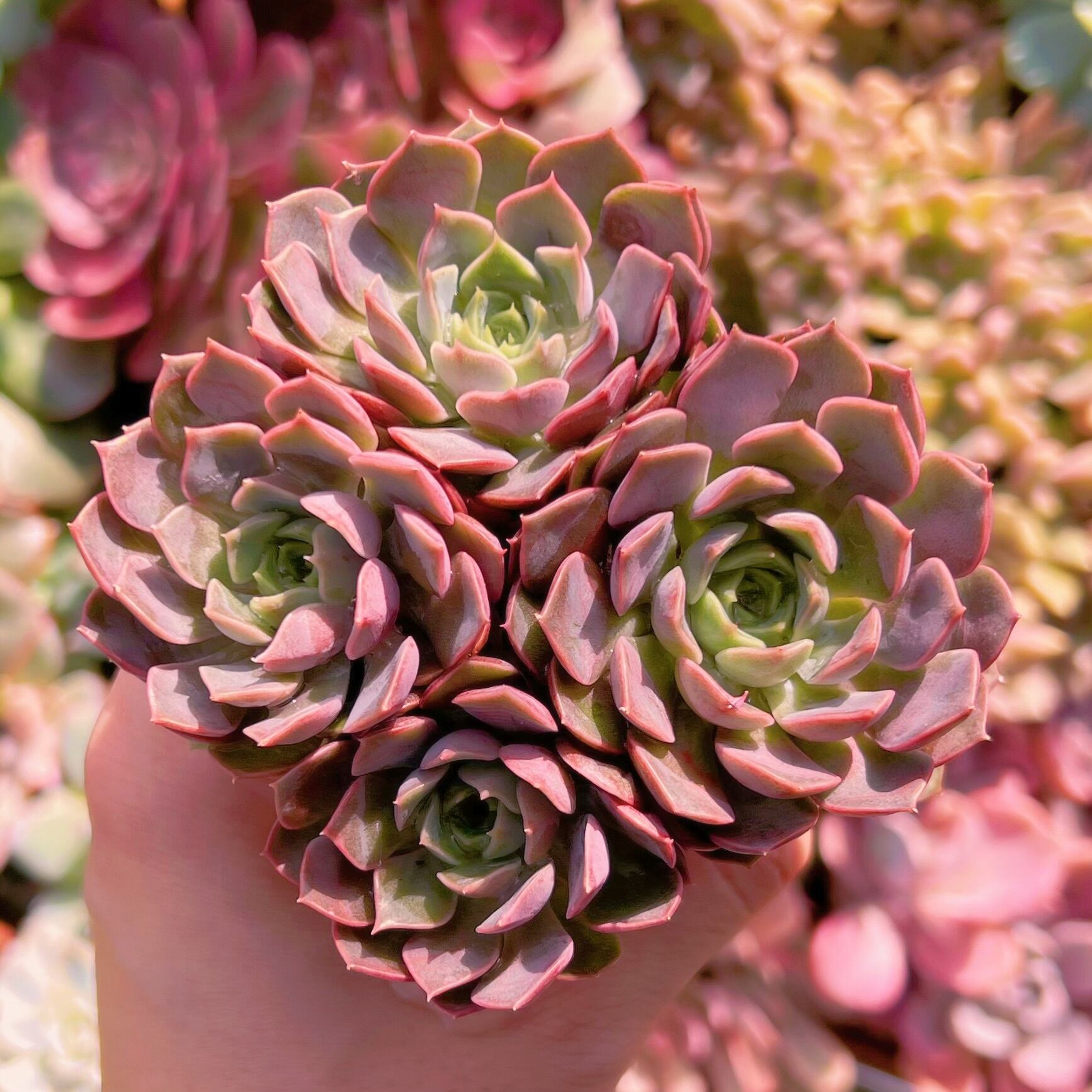 多肉植物　ヴァンパイアークイーン群生　新入荷　るる農園