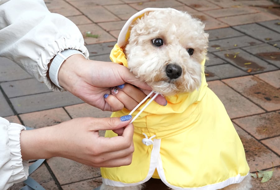 himawari raincoat S ~ 2XL / 犬服 新作 レインコート  光る 防水 ドッグウェア 犬 レインウェア フード付き 小型犬 中型犬 ペット用品 ワンコ服