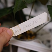 アンスリウム エース オブ スペード(AOS) × パピリラミナム(FS)④/ Anthurium Ace of spades × Papillilaminum / 観葉植物