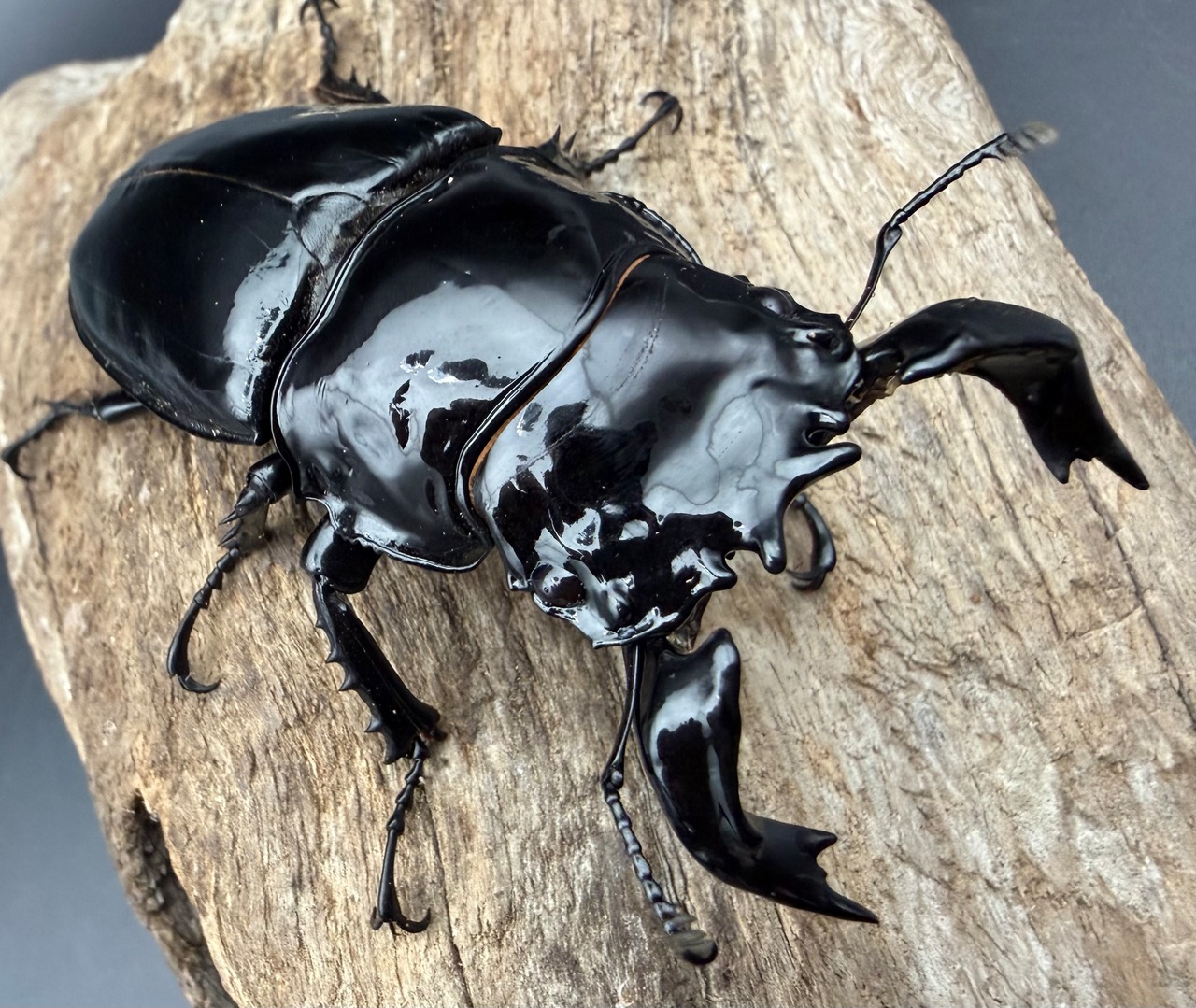 《タランドゥスオオツヤクワガタ 74.5mm ペア》