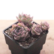 抜き苗 ササ Echeveria 'Sasa Queen'