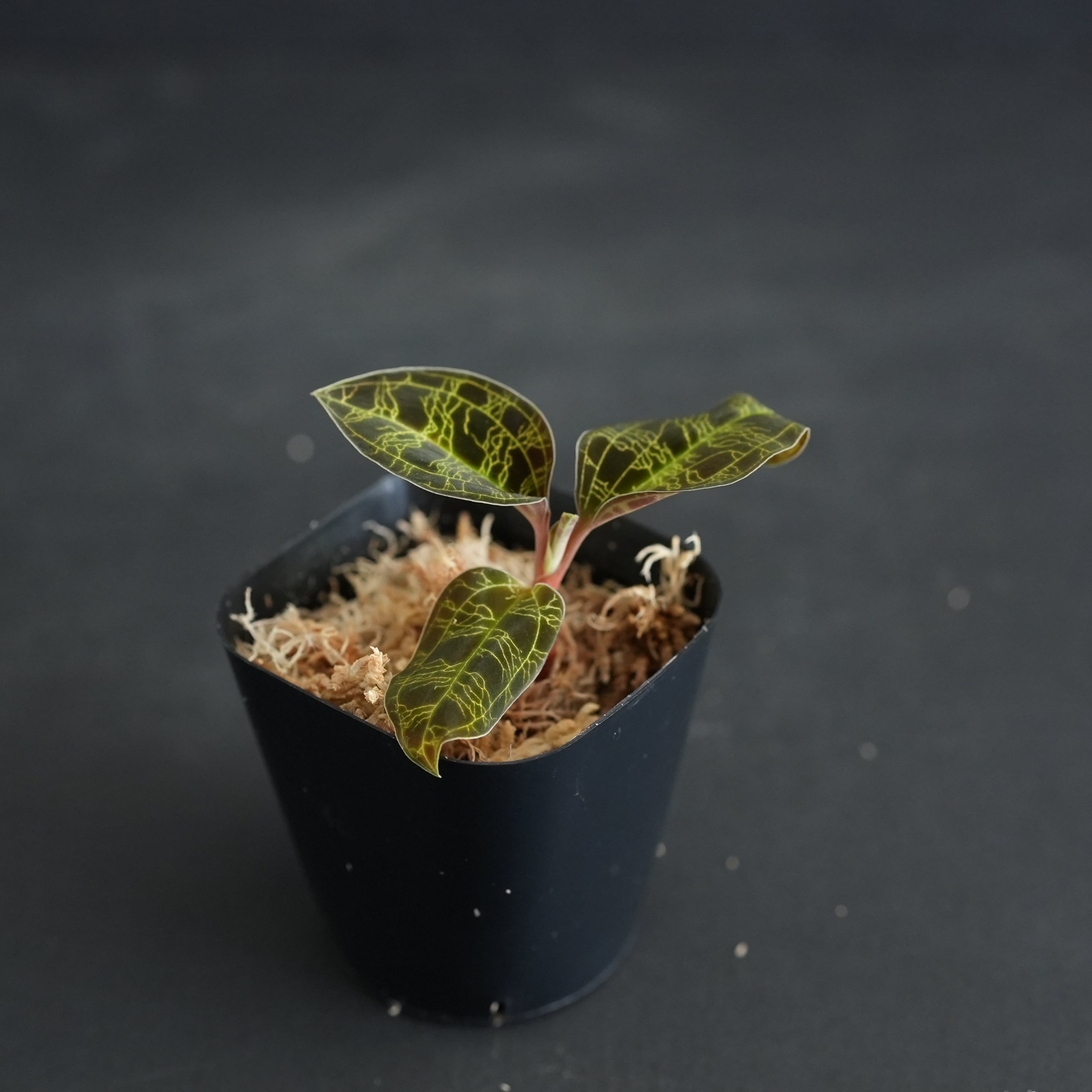 ◇現品◇Macodes petola 'Black Type' From srawak, Malaysia