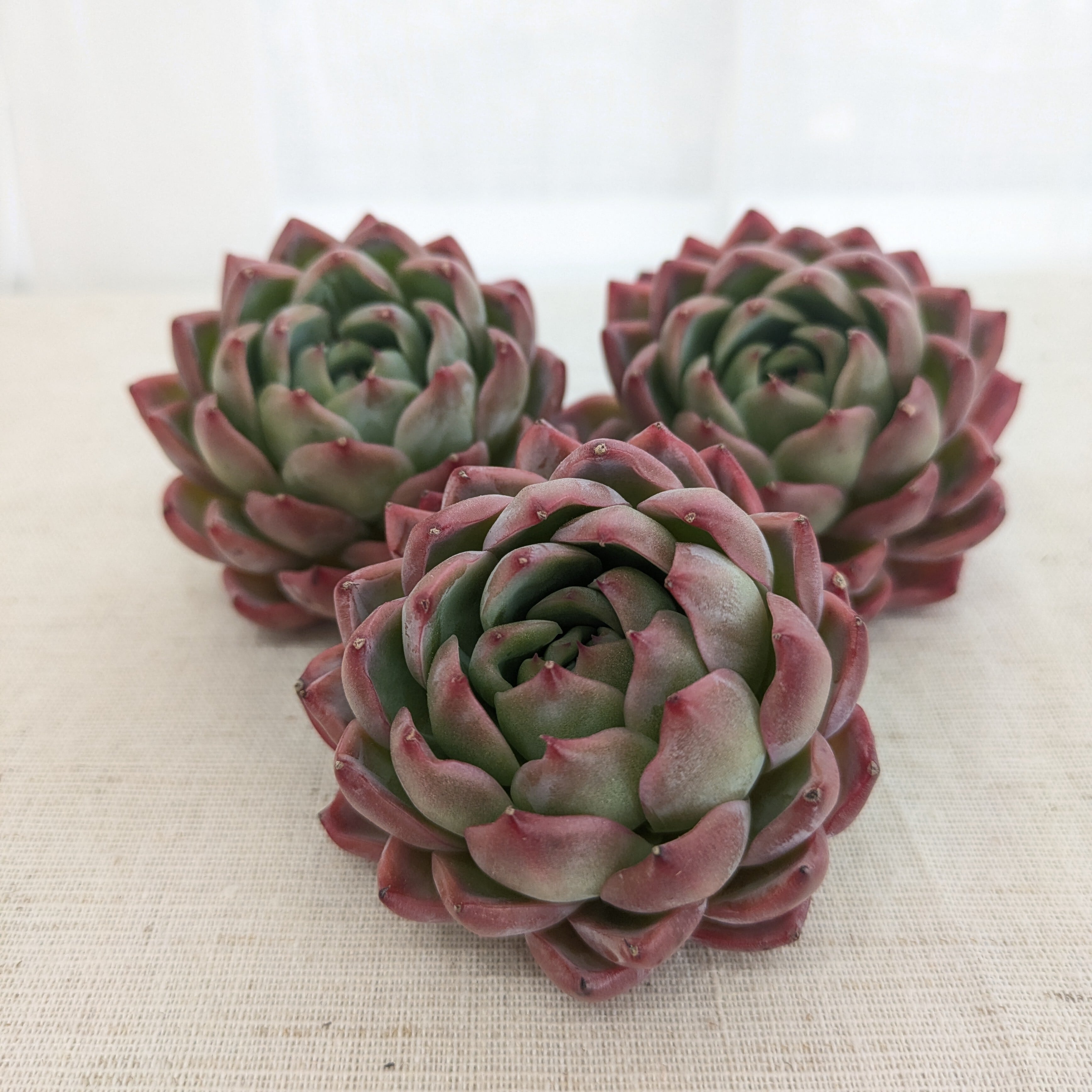 多肉植物 Echeveria ヒューミリス 特大 | Pay ID