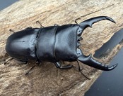 【WF1】《本土ヒラタクワガタ 京都産 57.5mm ペア》
