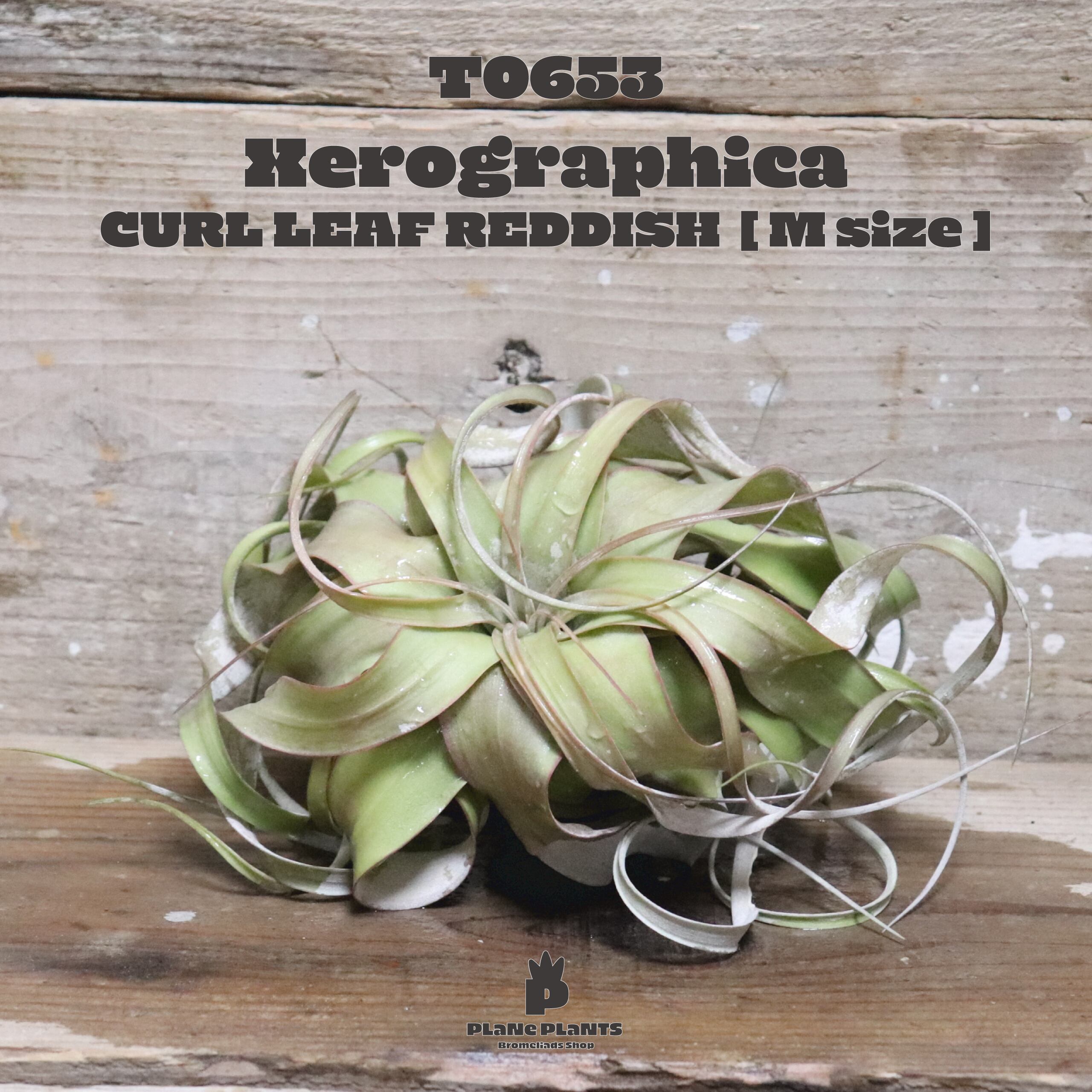 【送料無料】キセログラフィカ M〔エアプランツ〕現品発送T0653