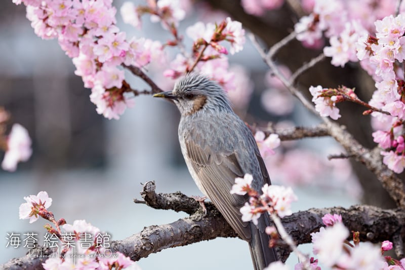 F様へ感謝お嫁入り‼️JAPAN蒔絵 桜と三光鳥の春‼️明治ころの金縁黒吸物椀椀5客 Suzuki Harunobu - Night Rain at the Double-Shelf Stand, from