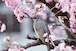 【ポストカード】桜みつ吸う鳥【ヒヨドリ】