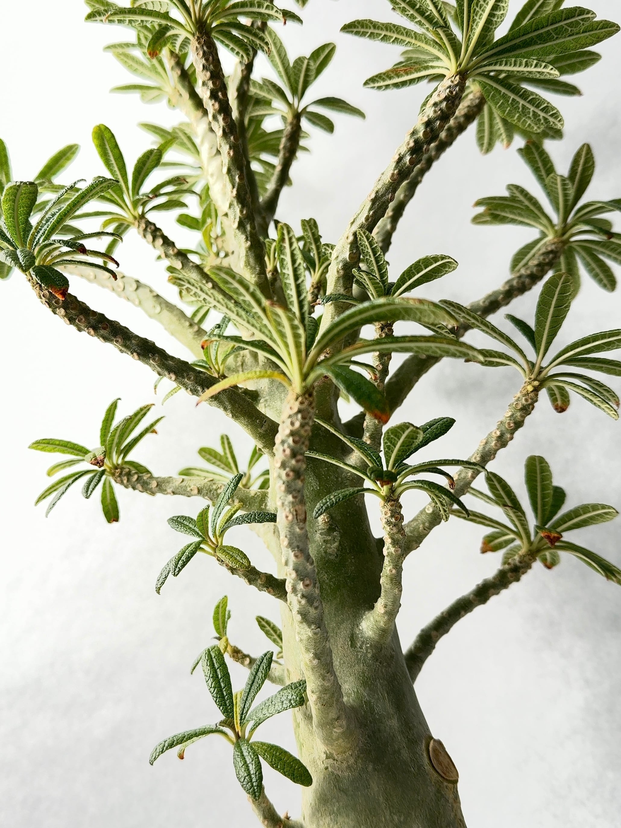 ドルステニア・ギガス | trigger