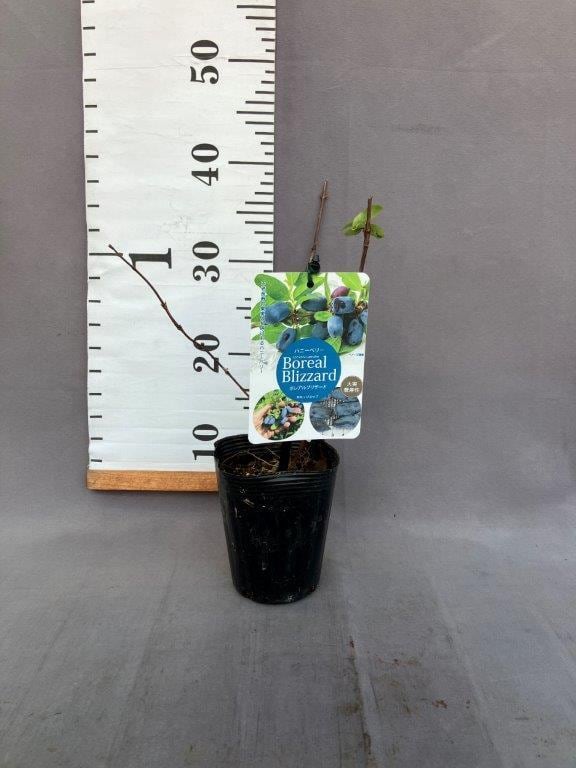 ハニーベリー【ボレアルブリザード】3.5号 | 日本ライン花木センター