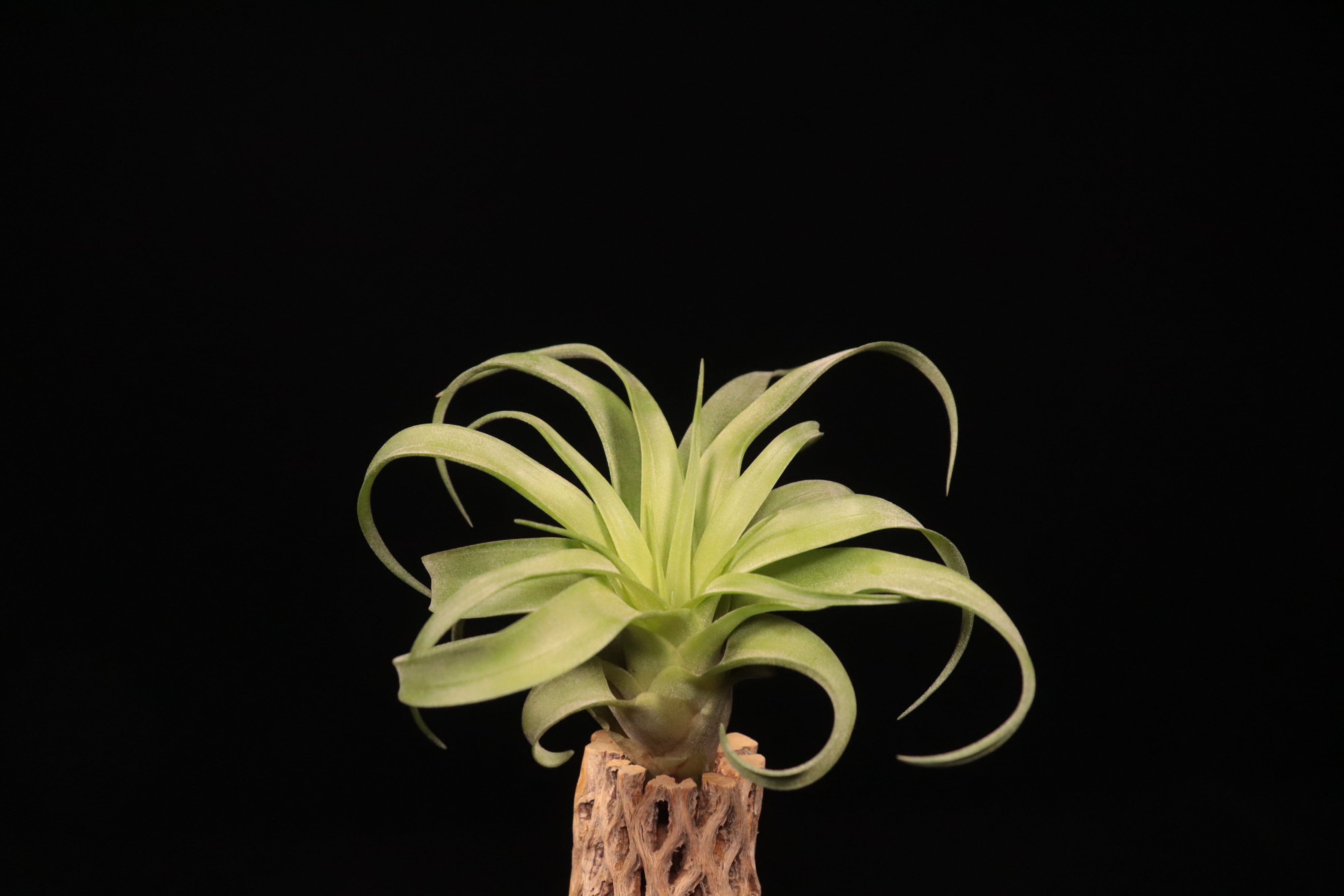 reserved】'Makkala'〔エアプランツ〕現品発送T5366 | plane plants