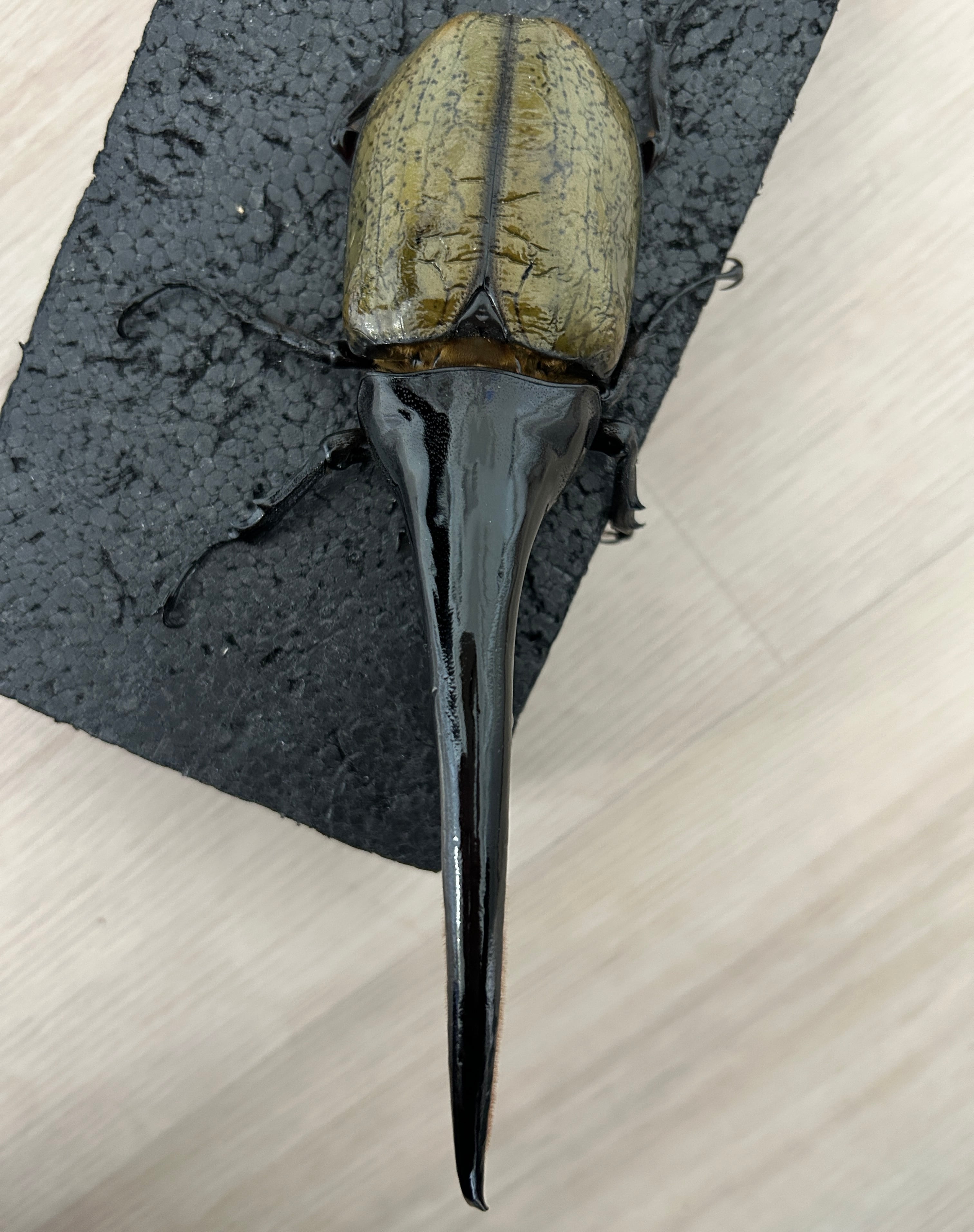 アートオブヘラクレス