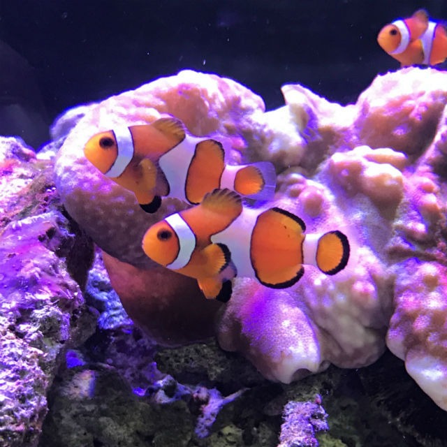 カクレクマノミ（3匹） | aquastudio