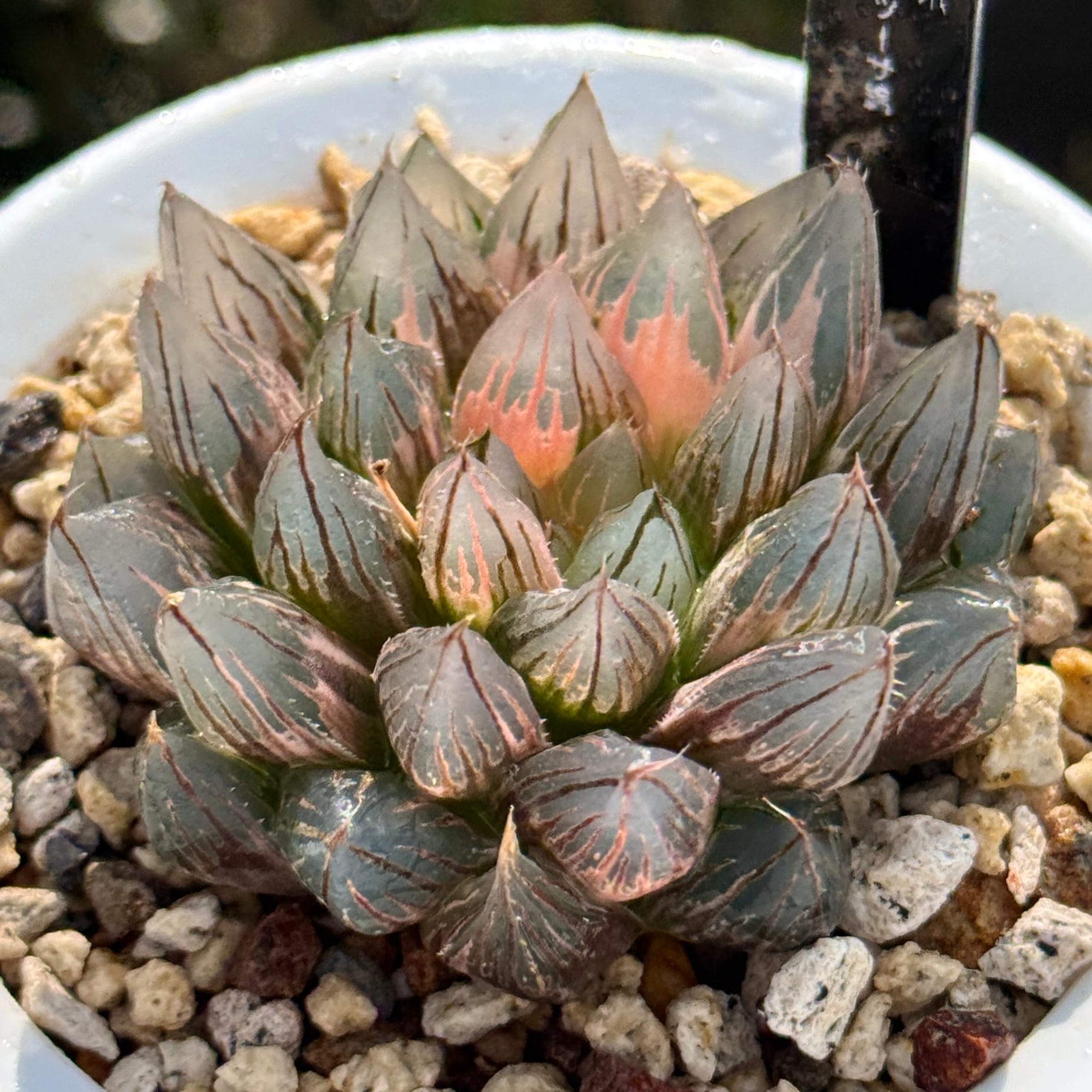 花菱万象錦 B110 | 珍しいハオ楽園