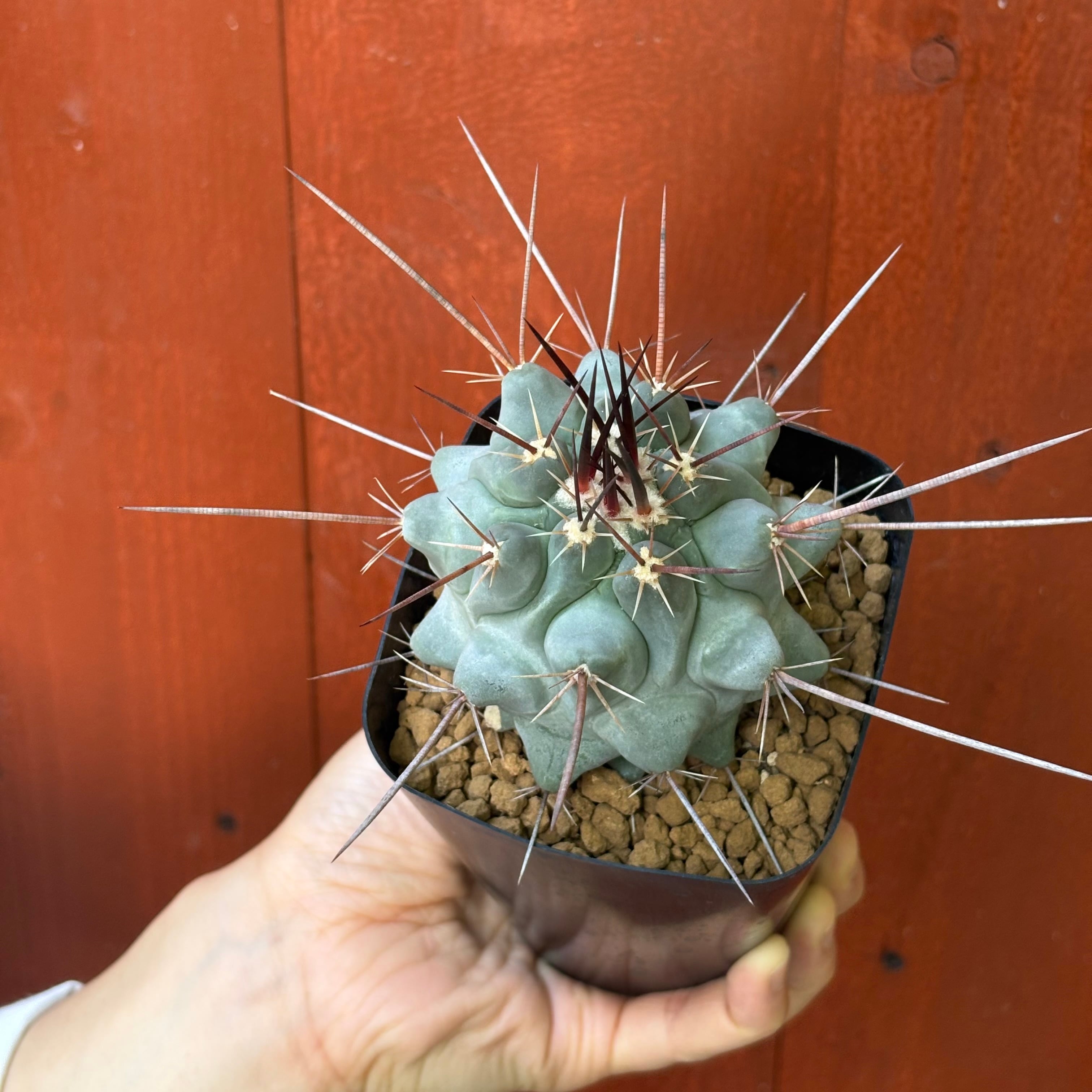 テロカクタス 鶴巣丸