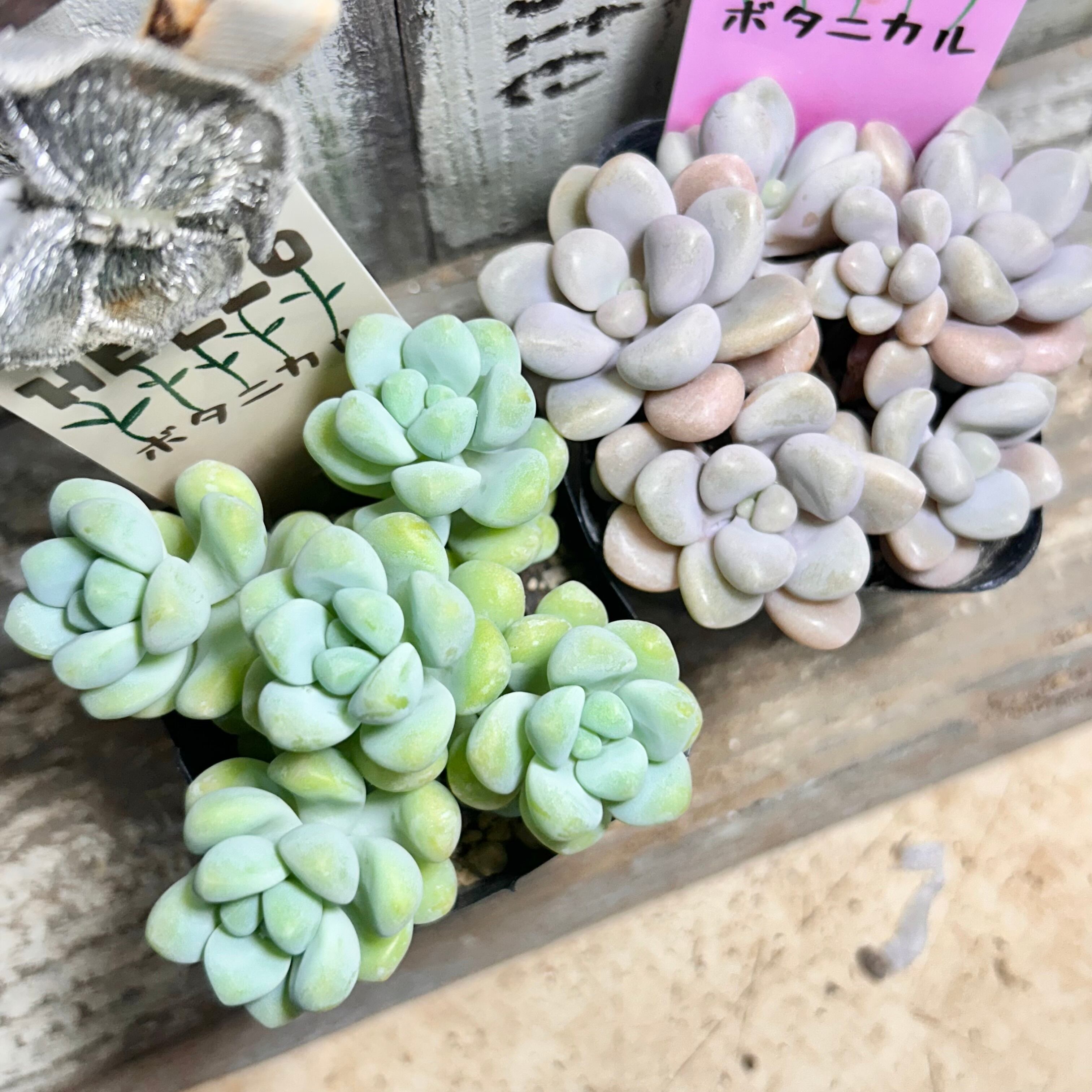 キャンディーグレープ | RuPo 多肉植物専門店