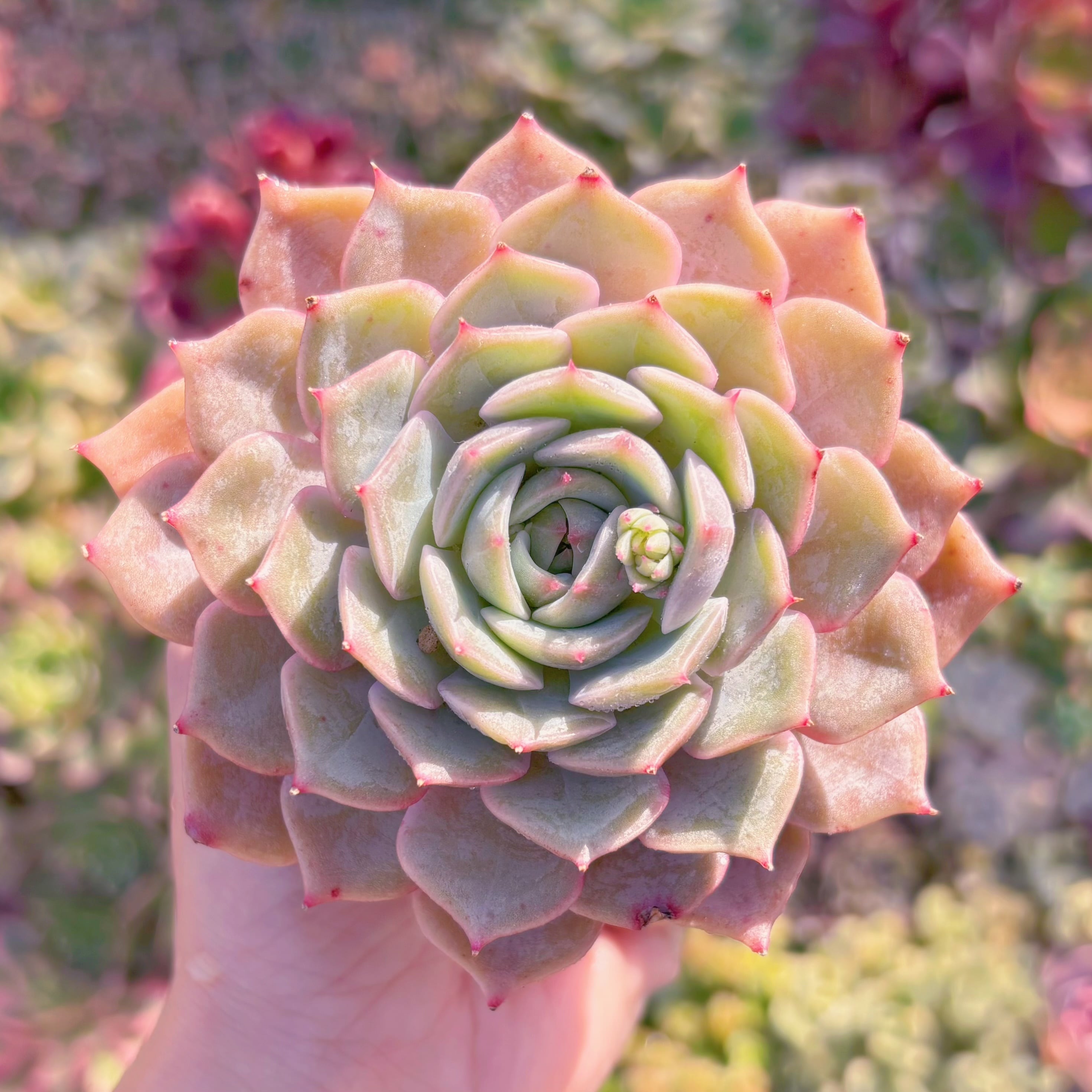 現品　ローラメエボニー#M173　大苗　るる農園