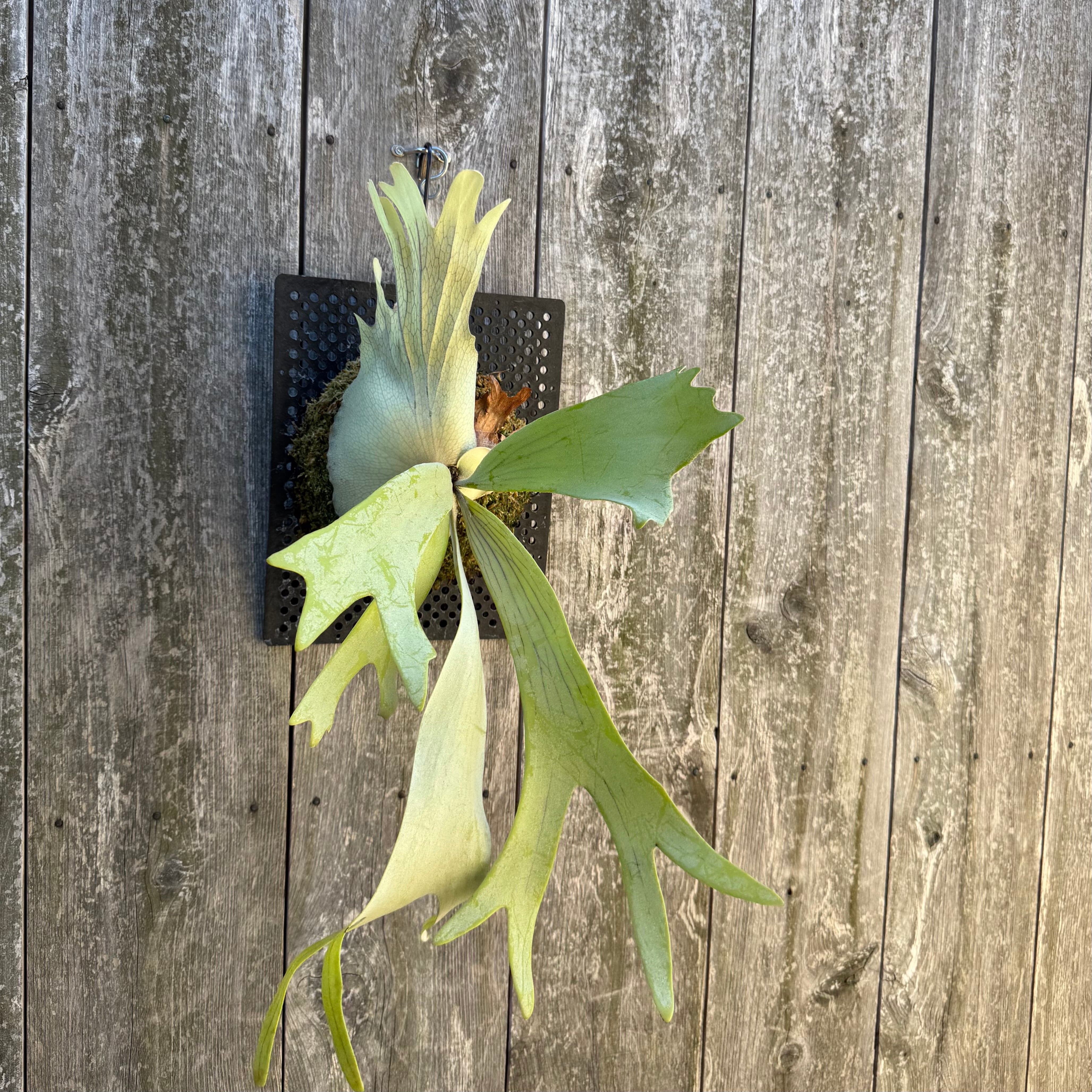 P.Triceratops (三角龍) pup | naturefix