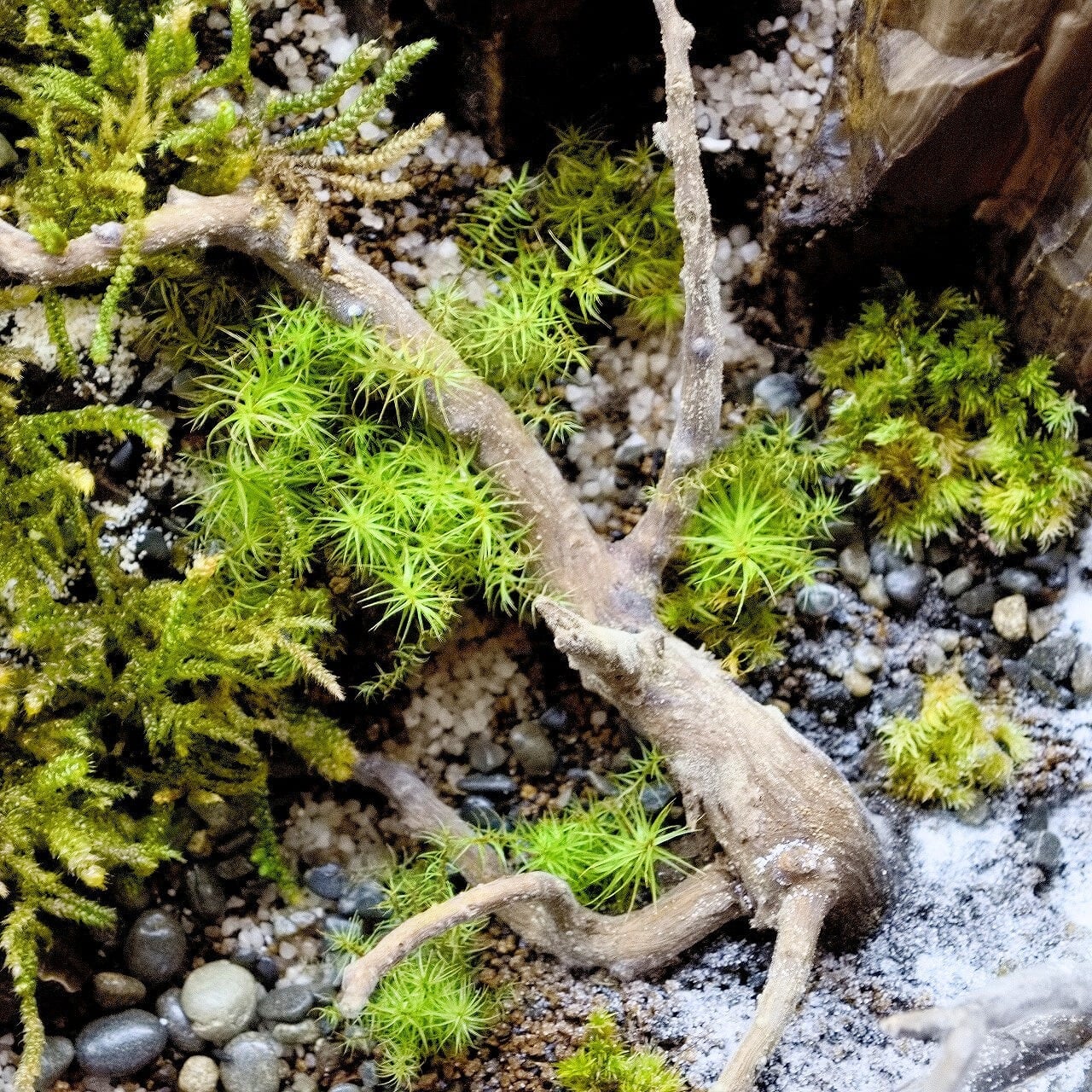 翠が誘う、四季の叙情 苔テラリウム 【 翠景 】 部屋で楽しむ四季の庭