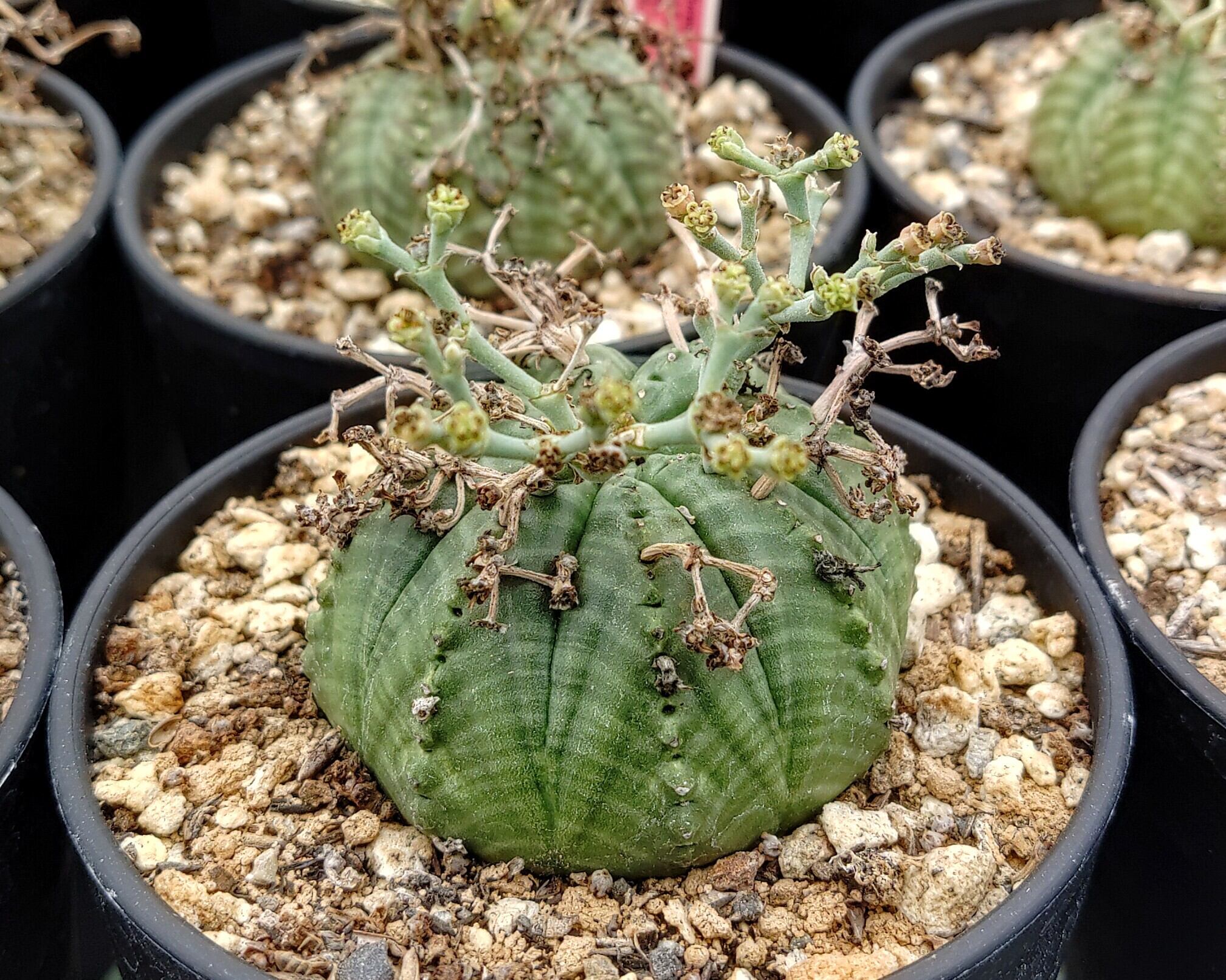 種子/5粒】Euphorbia meloformis (Port Elizabeth, RSA