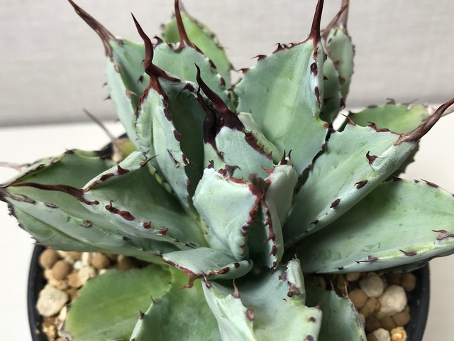 アガベ ポタトラム 'キュービック'