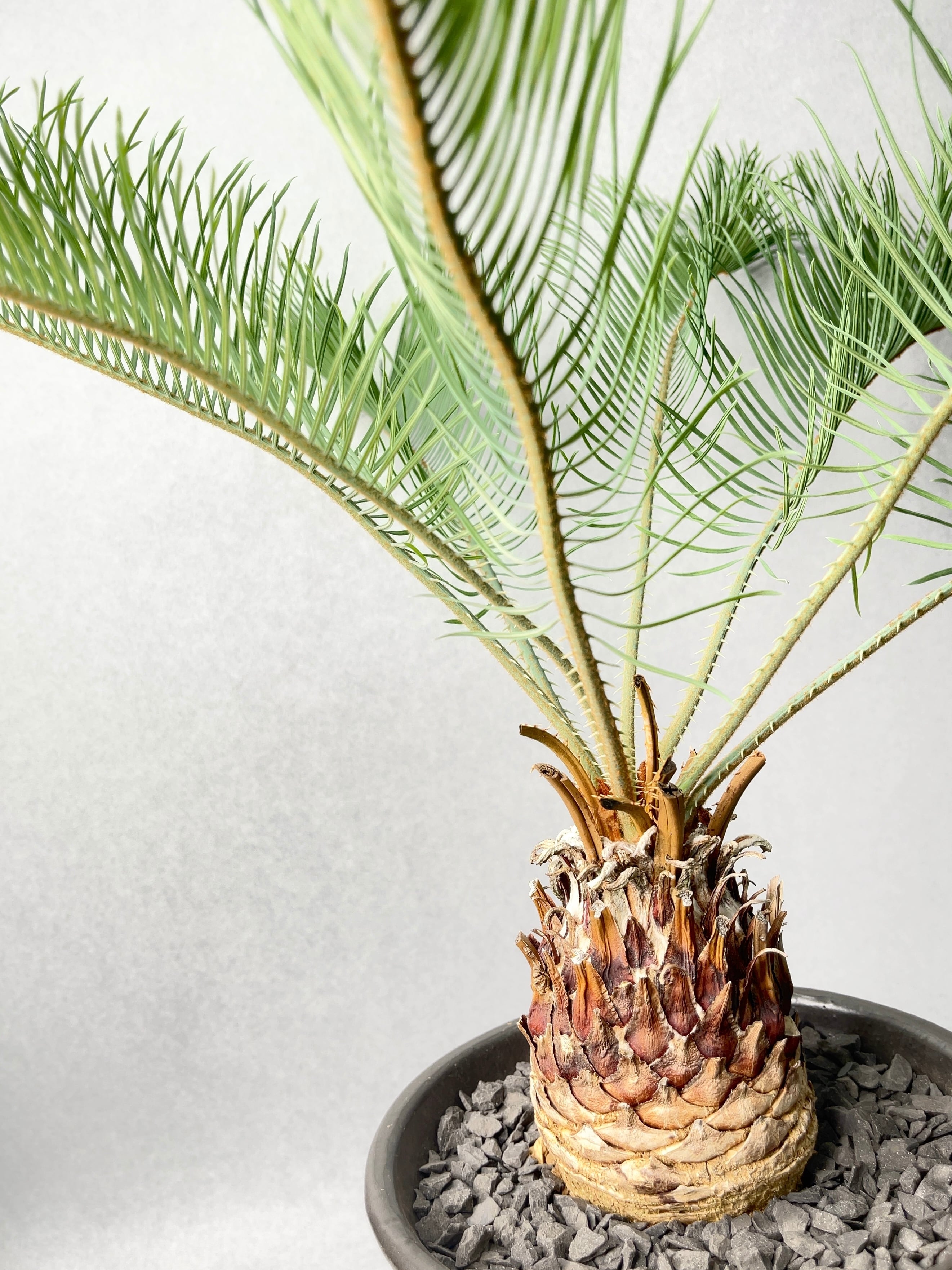 サイカス　カイルンシアナ サイカス・カイルンシアナ | trigger