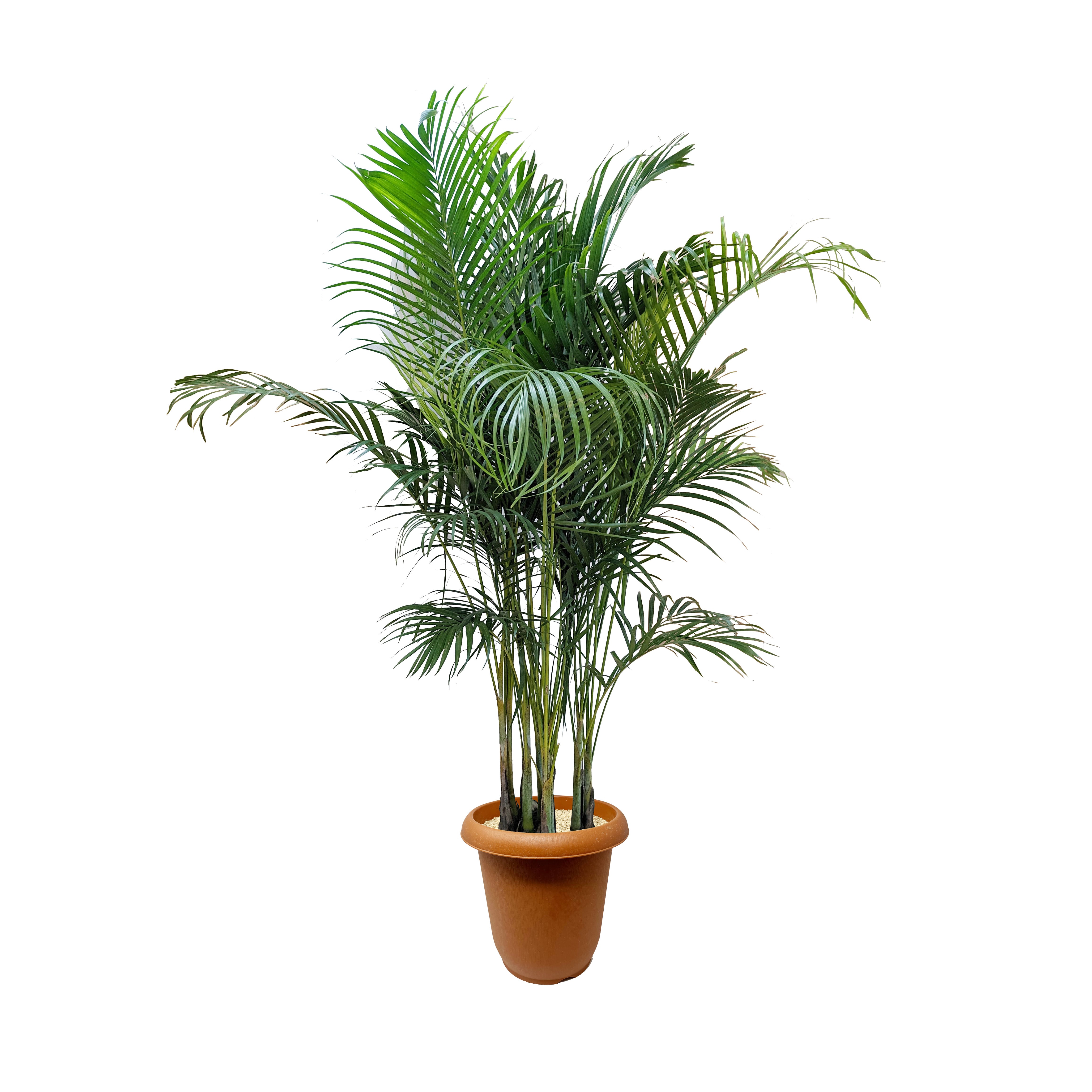 アレカヤシ 10号 | PROTOLEAF プロトリーフ