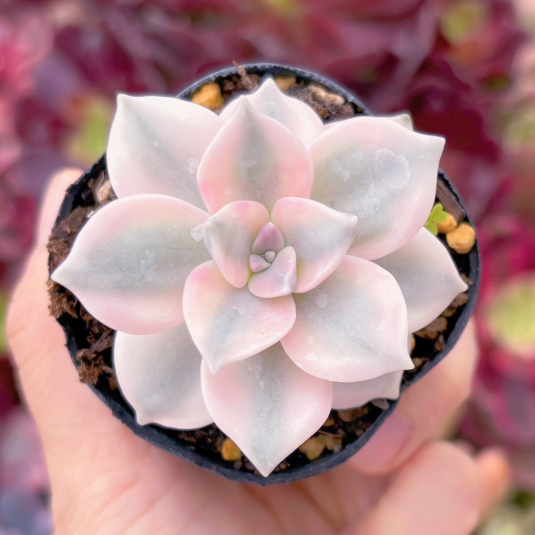 現物　パープルディライト錦#581　るる農園