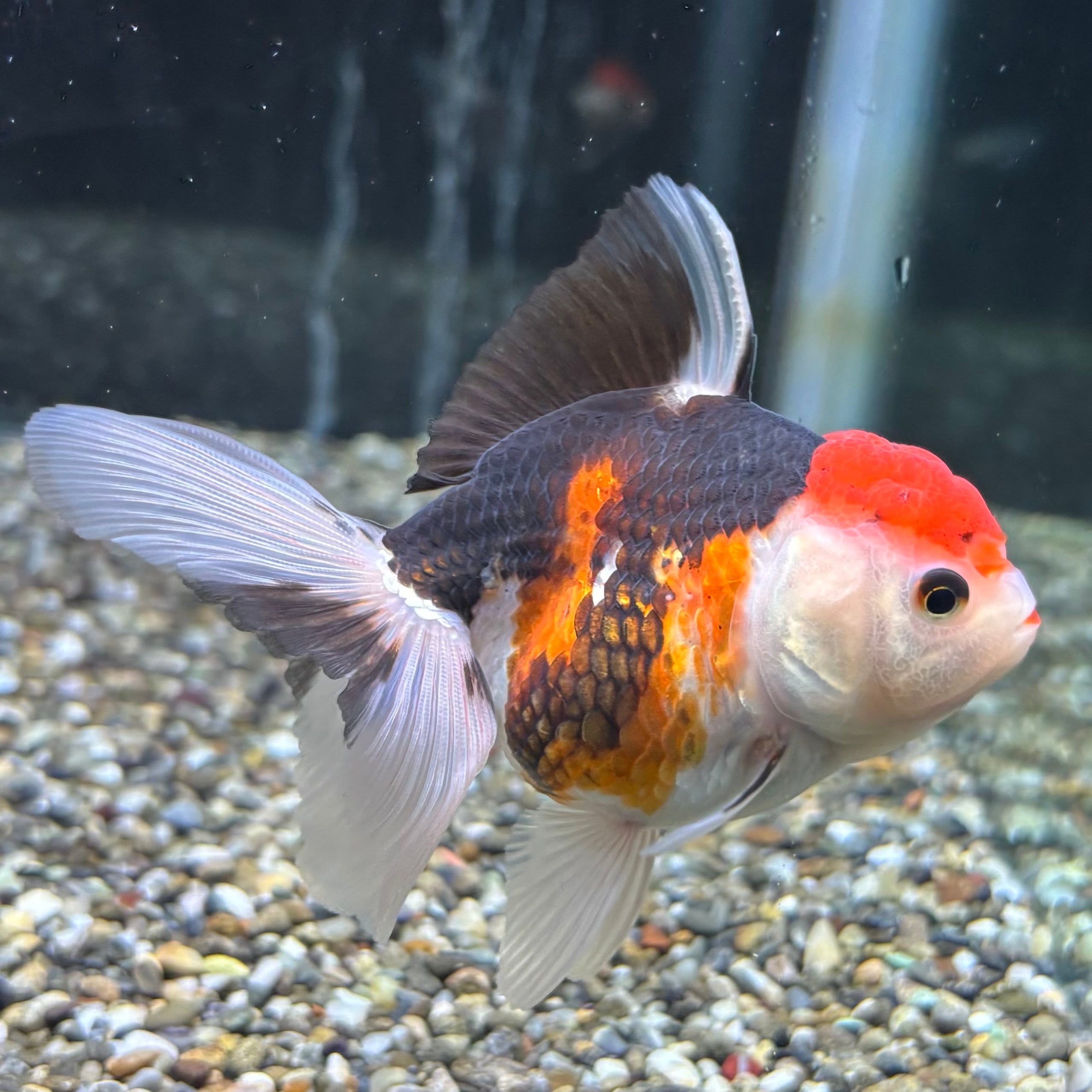 トリカラーオランダ 10cm