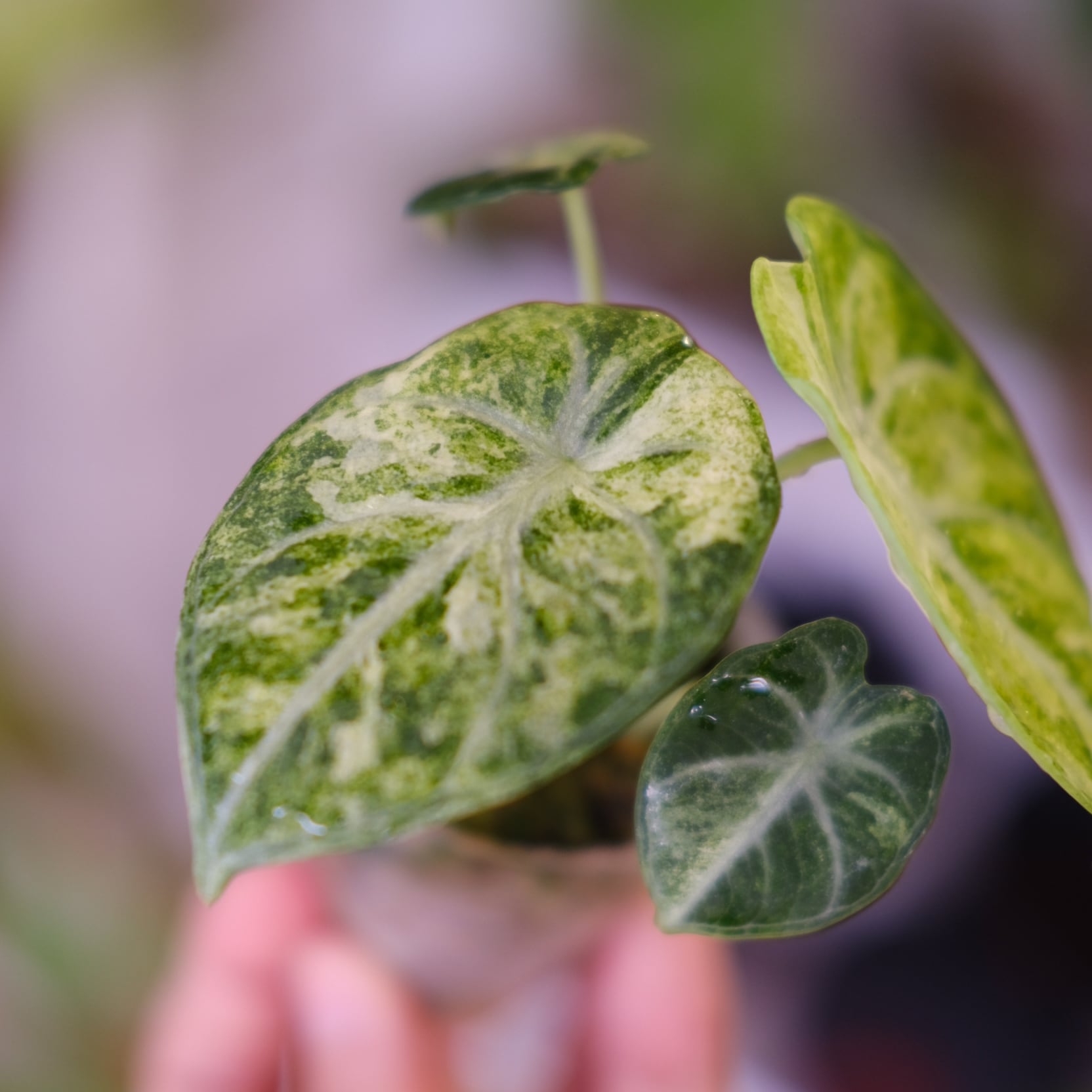 シャコガイル　a b ２枚 Alocasia Ninja Tricolor│アロカシア ニンジャ 斑入│観葉植物