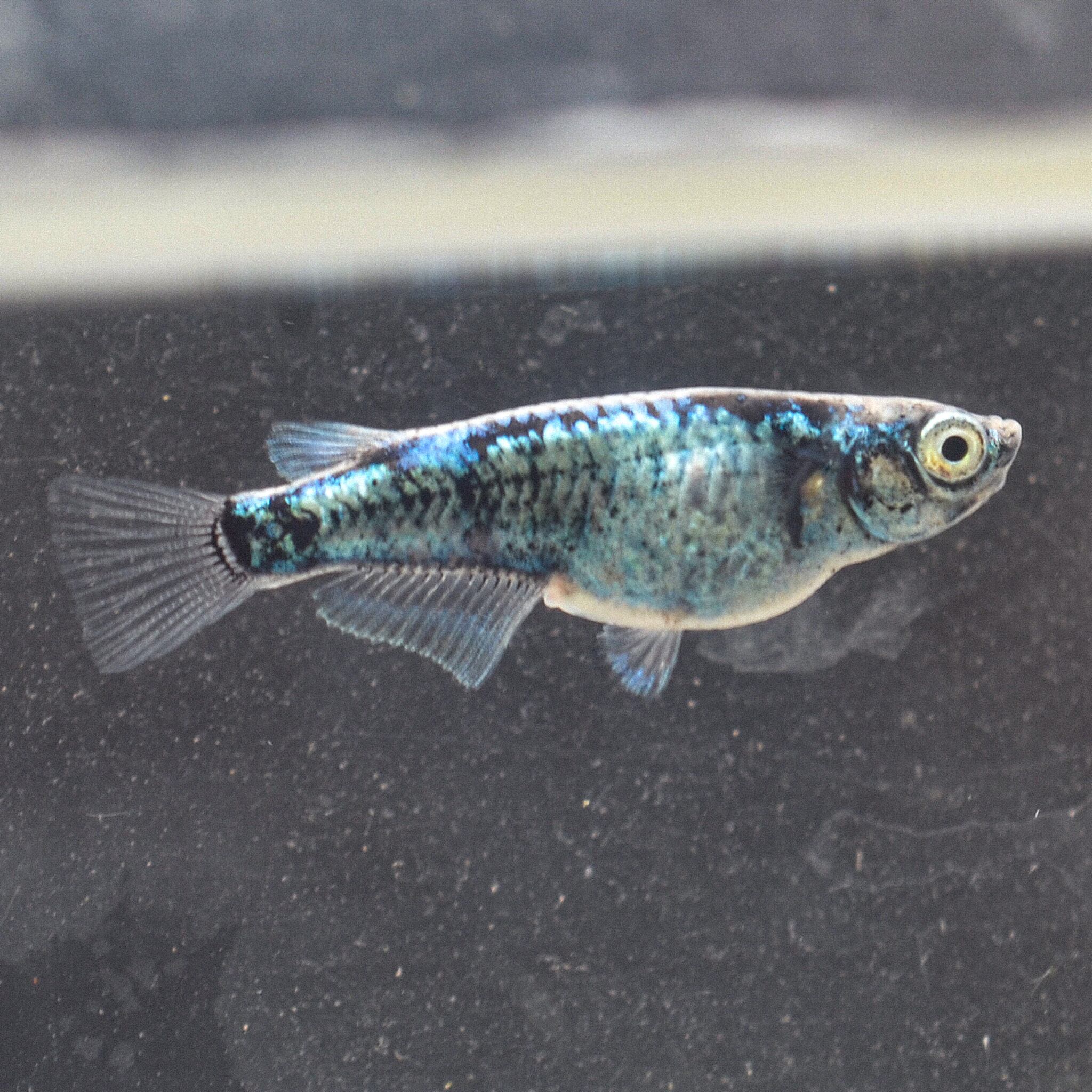 【チャチャめだか直系極上】墨武1ペア（1匹おまけ）　メダカ チャチャめだか直系極上】墨武1ペア（1匹おまけ） メダカ