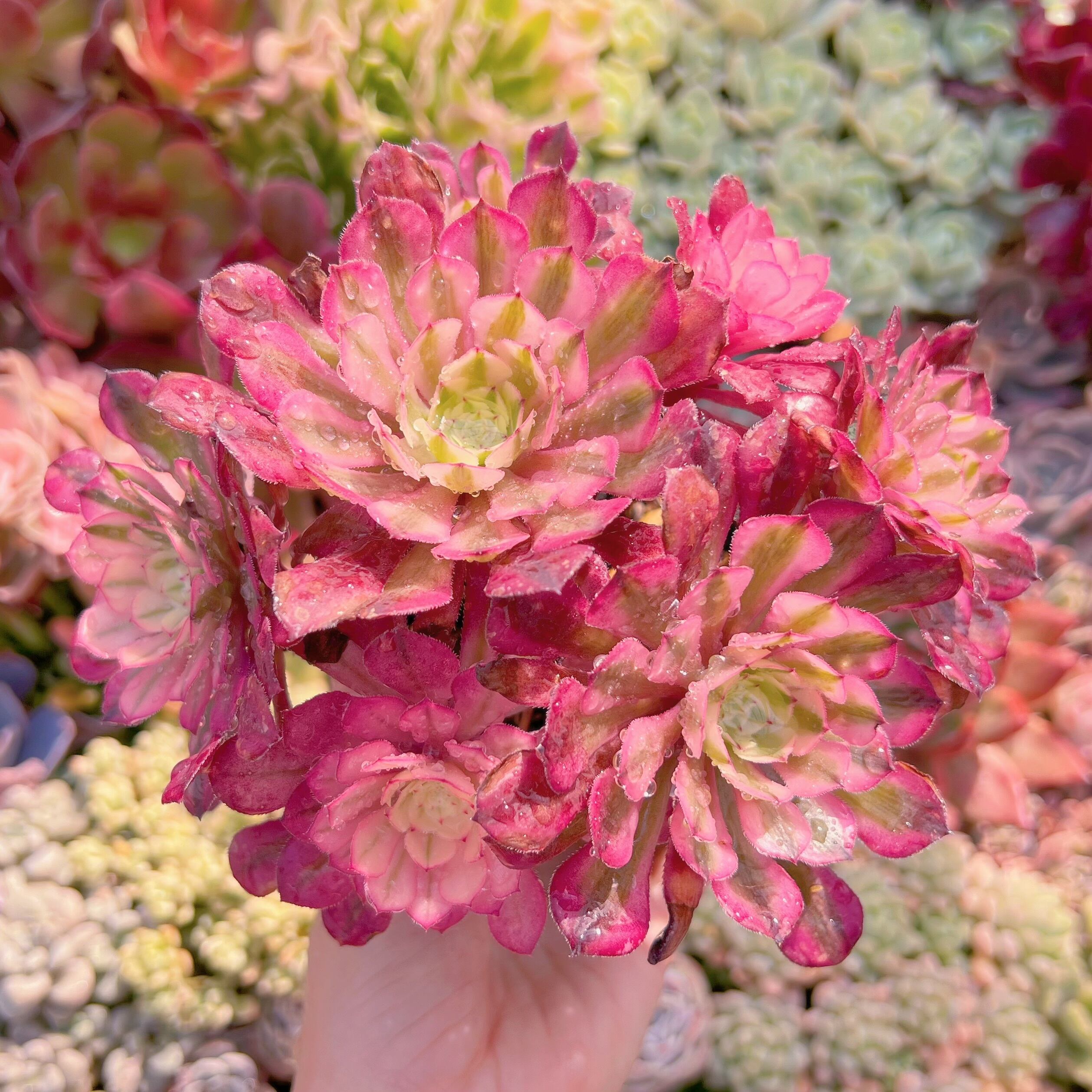 現品　ブラックチェリー#513　群生　るる農園