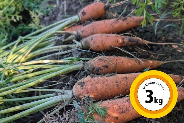 三河まんぷくファーム｢有機JAS認証にんじん3kg｣※西日本の引退馬