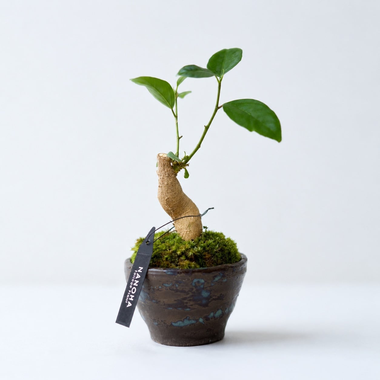 多幸の木」和風な鉢に植えられたお洒落なガジュマル | インテリア