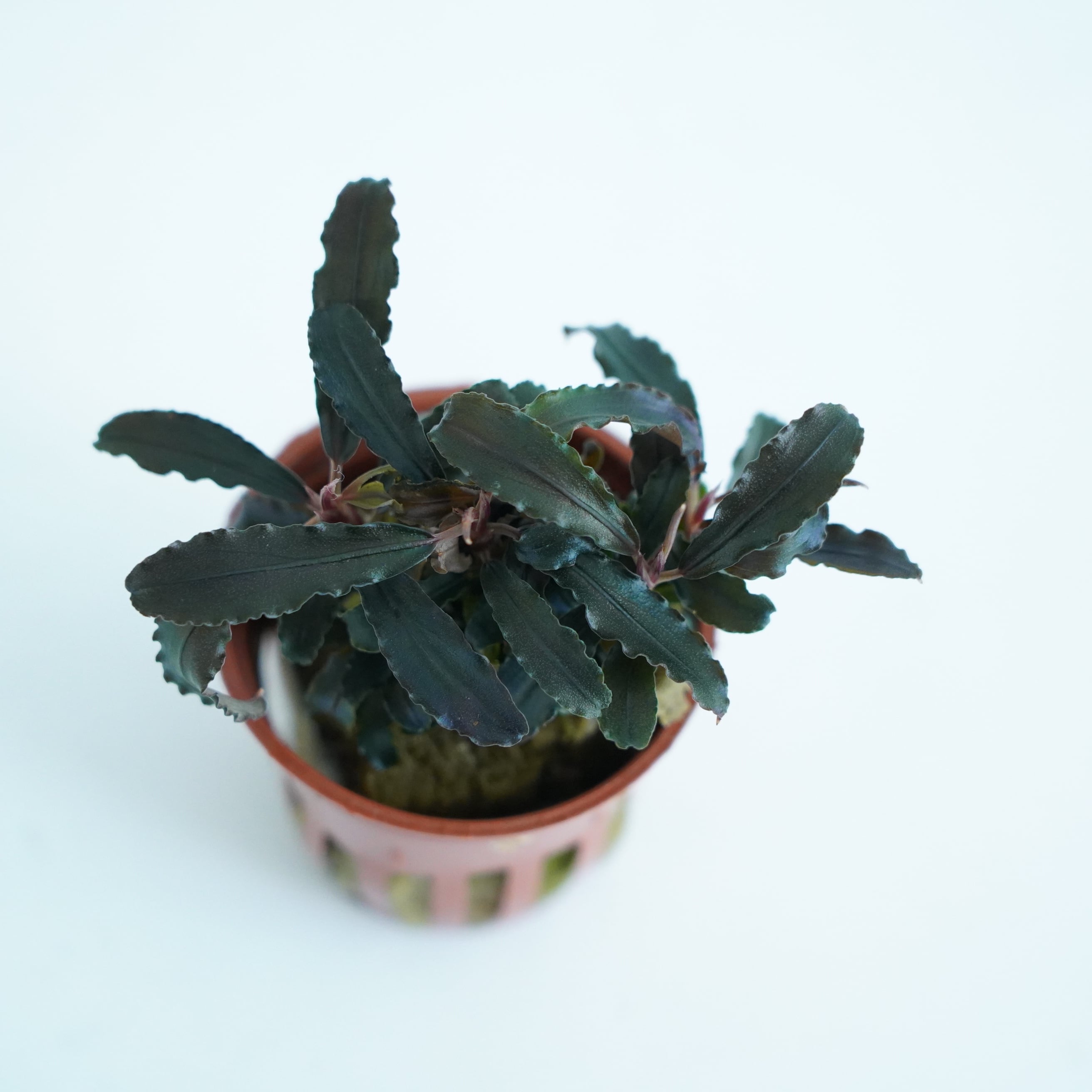 ブセファランドラ クダガン【熱帯植物】 苔テラリウム作製用素材◇L