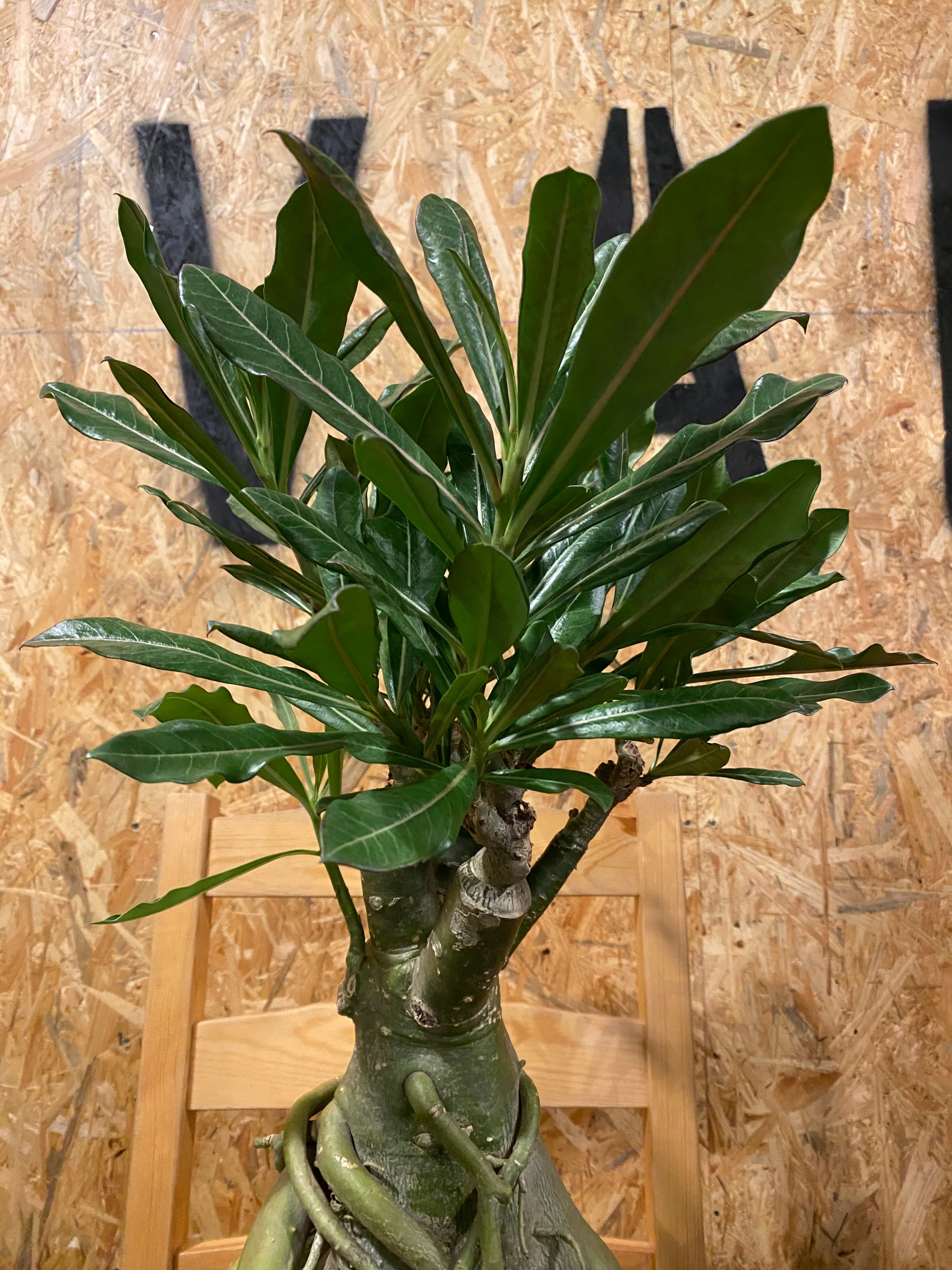 アデニウム 大型 H68cm W33cm 口径約26cm | Garden Varejo