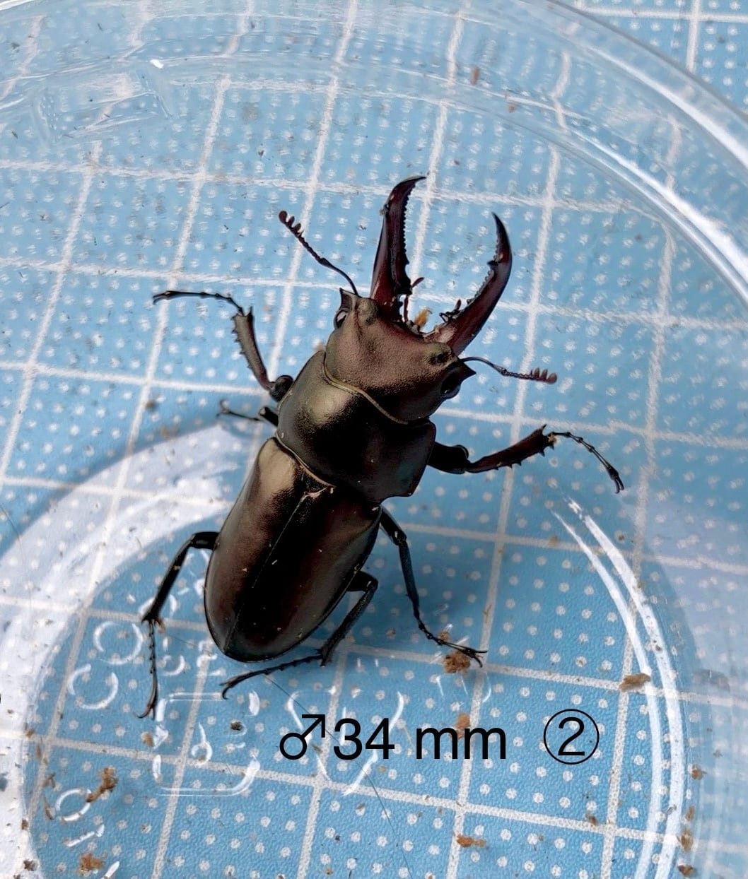 対馬産 オオクワガタ ♂65mmペア (WF1) | つしまのむし