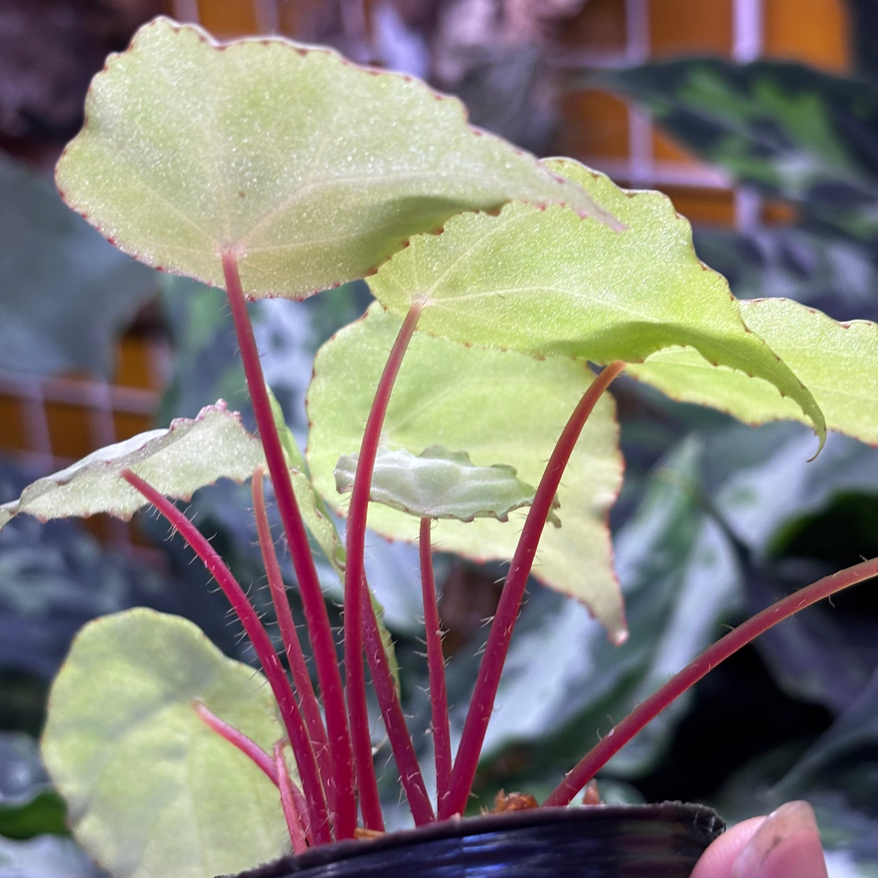 Begonia sp. Gabon 原種ベゴニア | 熱帯雨林植物専門店 トイ吉園芸