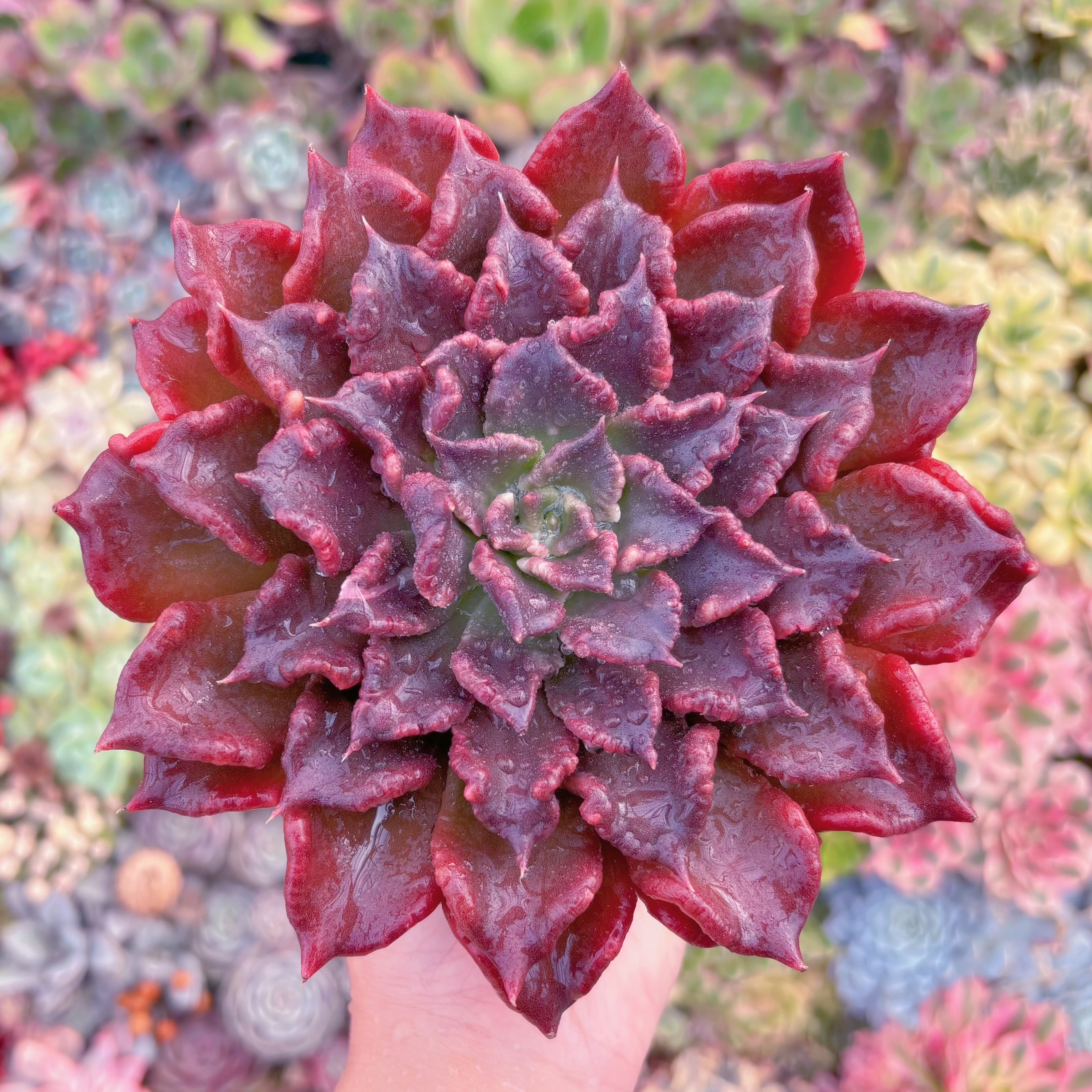 現品　レッドマディバ#609　大苗　在庫僅少　新入荷　るる農園