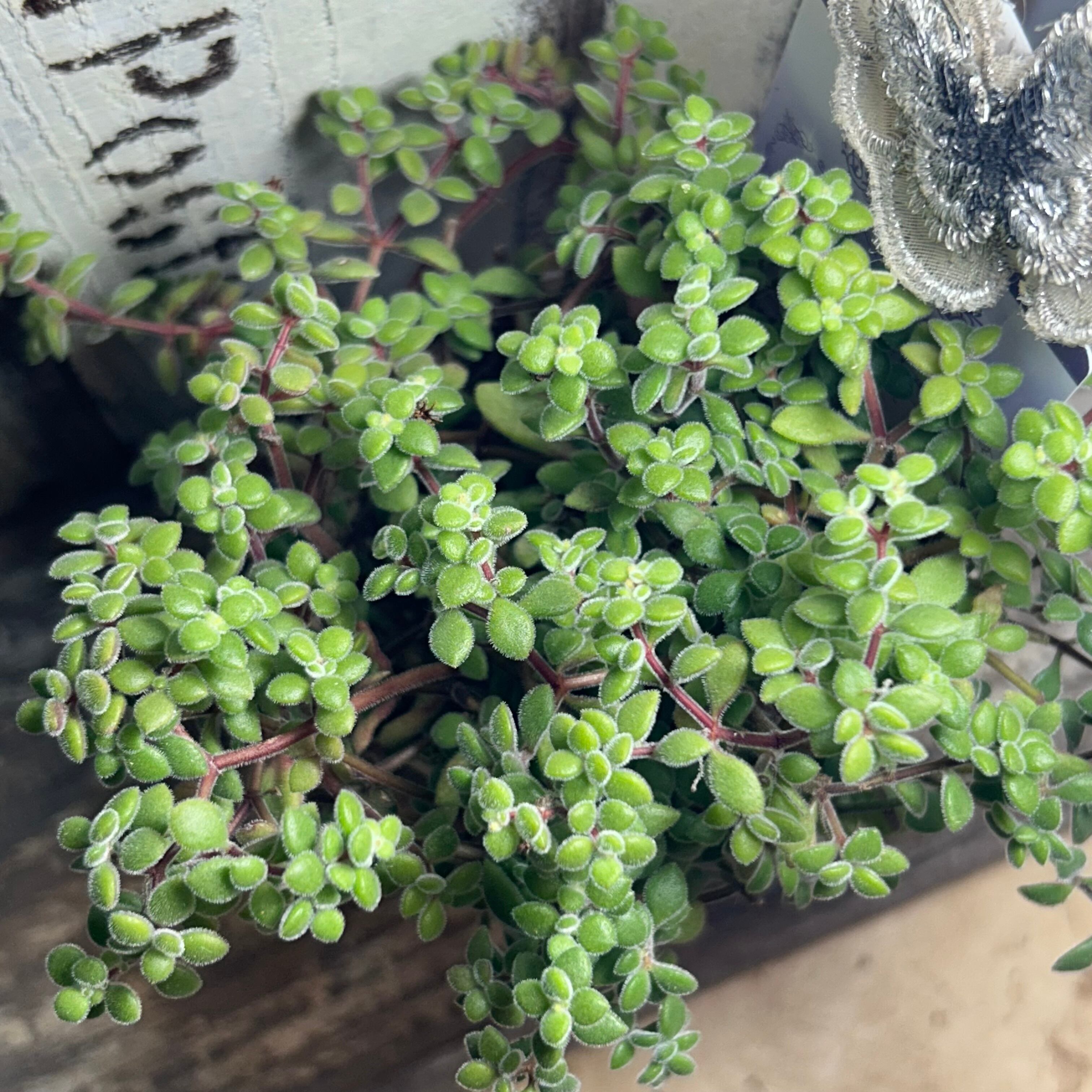 ブローメアナ(ブロウメアナ | RuPo 多肉植物専門店